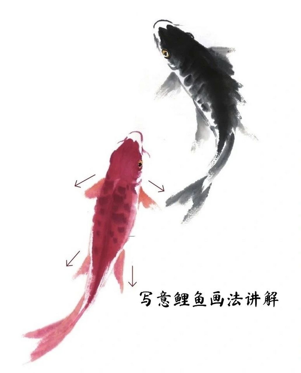 国画教学|写意荷花鲤鱼创作步骤95 藏锋运笔画出鱼背,笔肚含较多