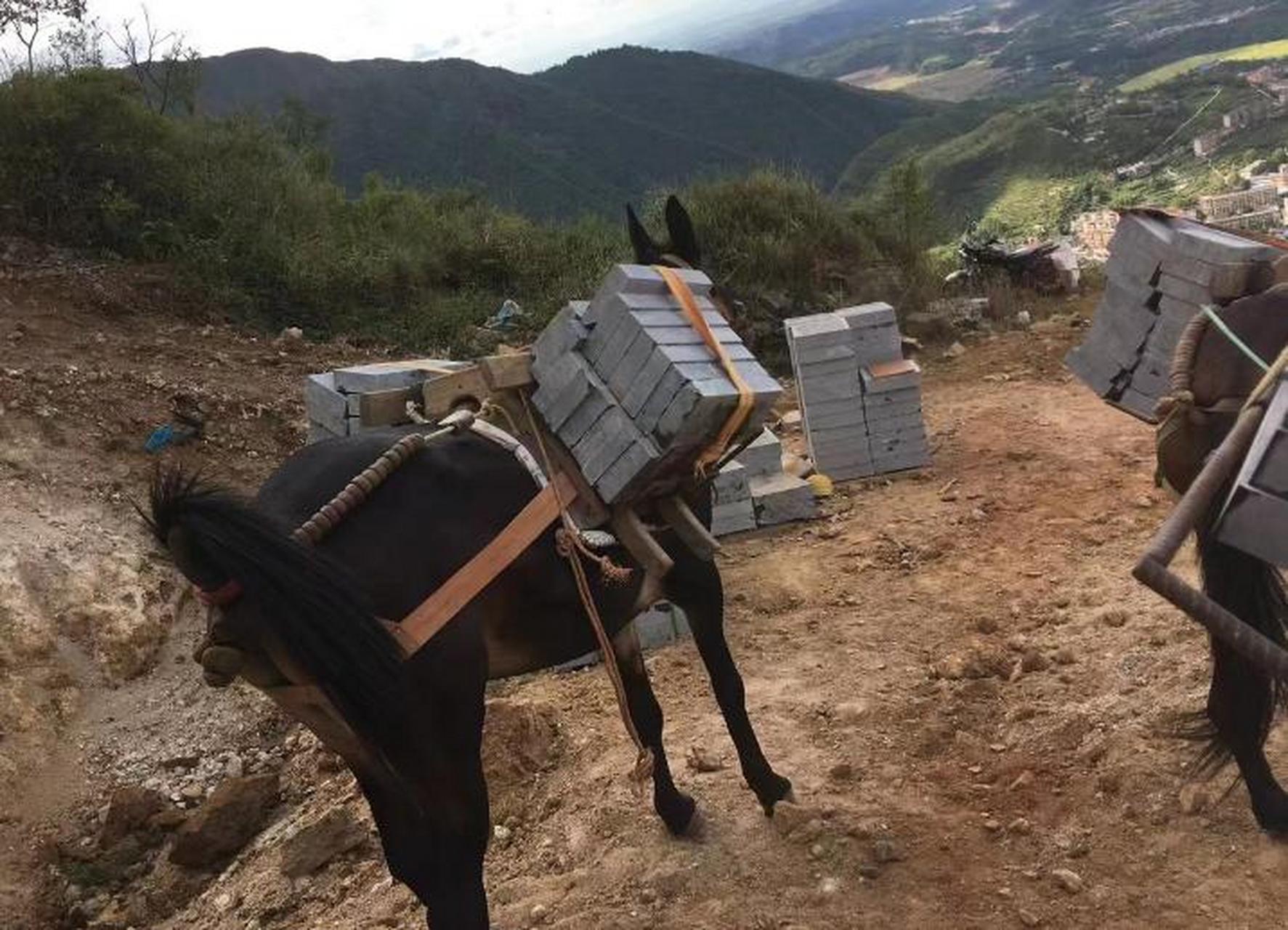 福建骡马运输队-马帮运输队-隆林畅谊马帮搬运队主营