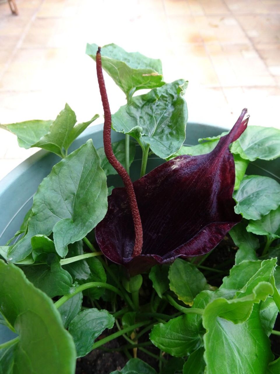 犁头尖,花香贼臭,粪味