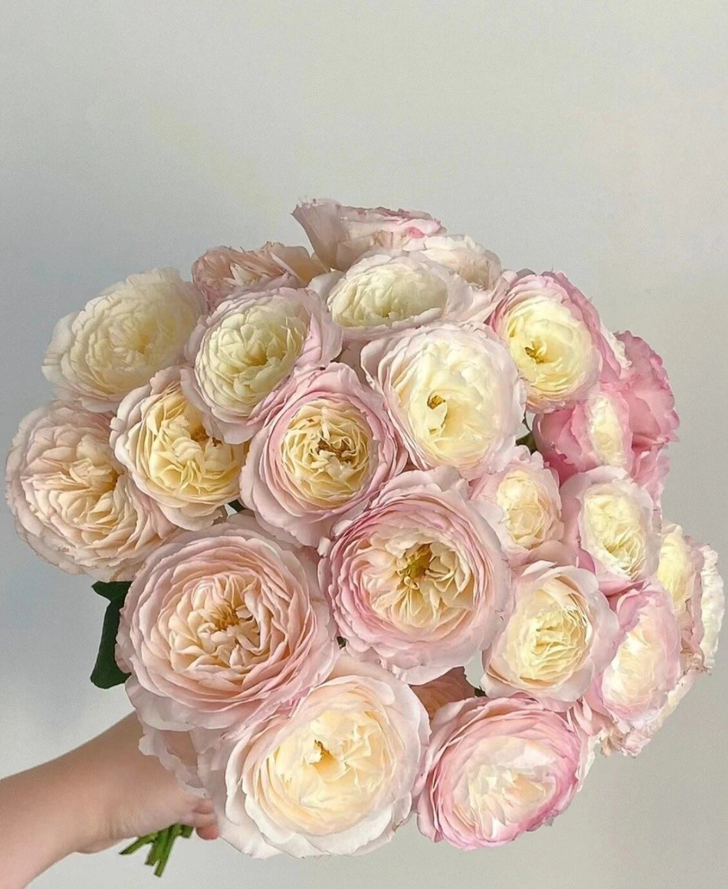 凯拉玫瑰,逆天的美呀……  凯拉花色是腮红,粉红和奶油色混合,带有一