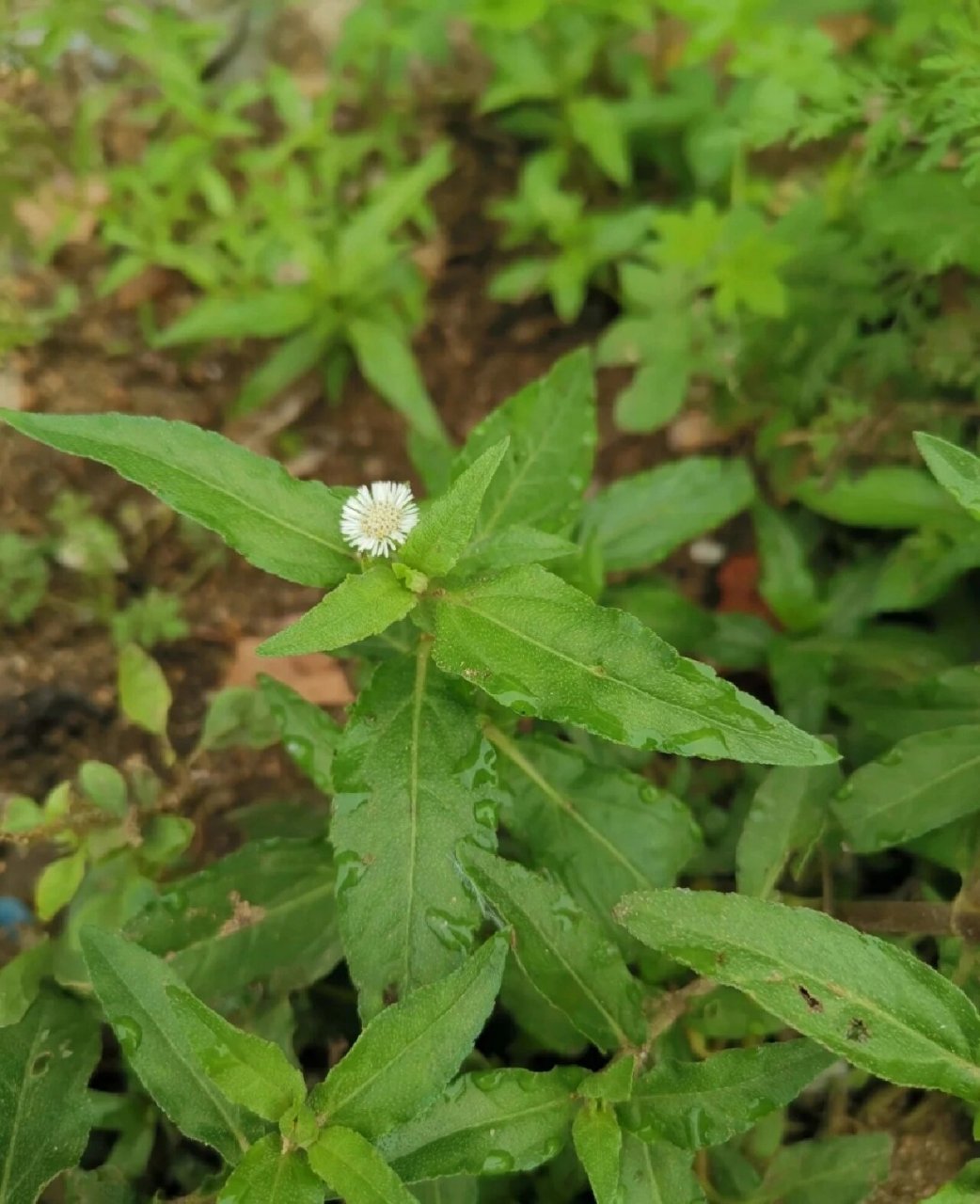 安国中药材—墨旱莲 中药旱莲草的功效与作用是滋补肝肾,凉血止血.