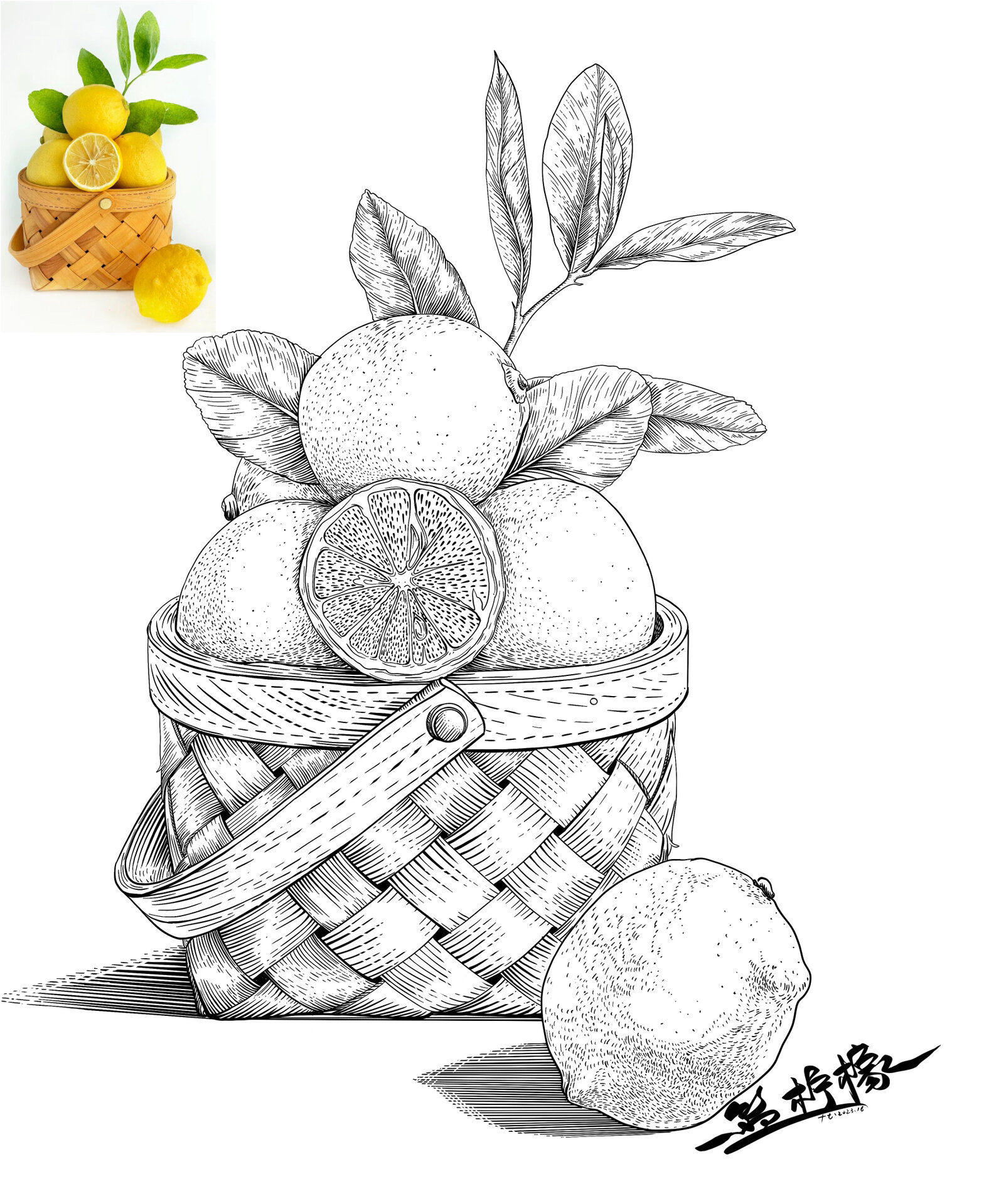 水果写生合集3:线描速写素材分享 这一组全是带筐子的水果写生,每一张