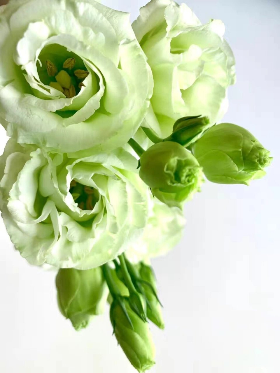 你闻到香味儿了吗?洋桔梗到底有没有香味?