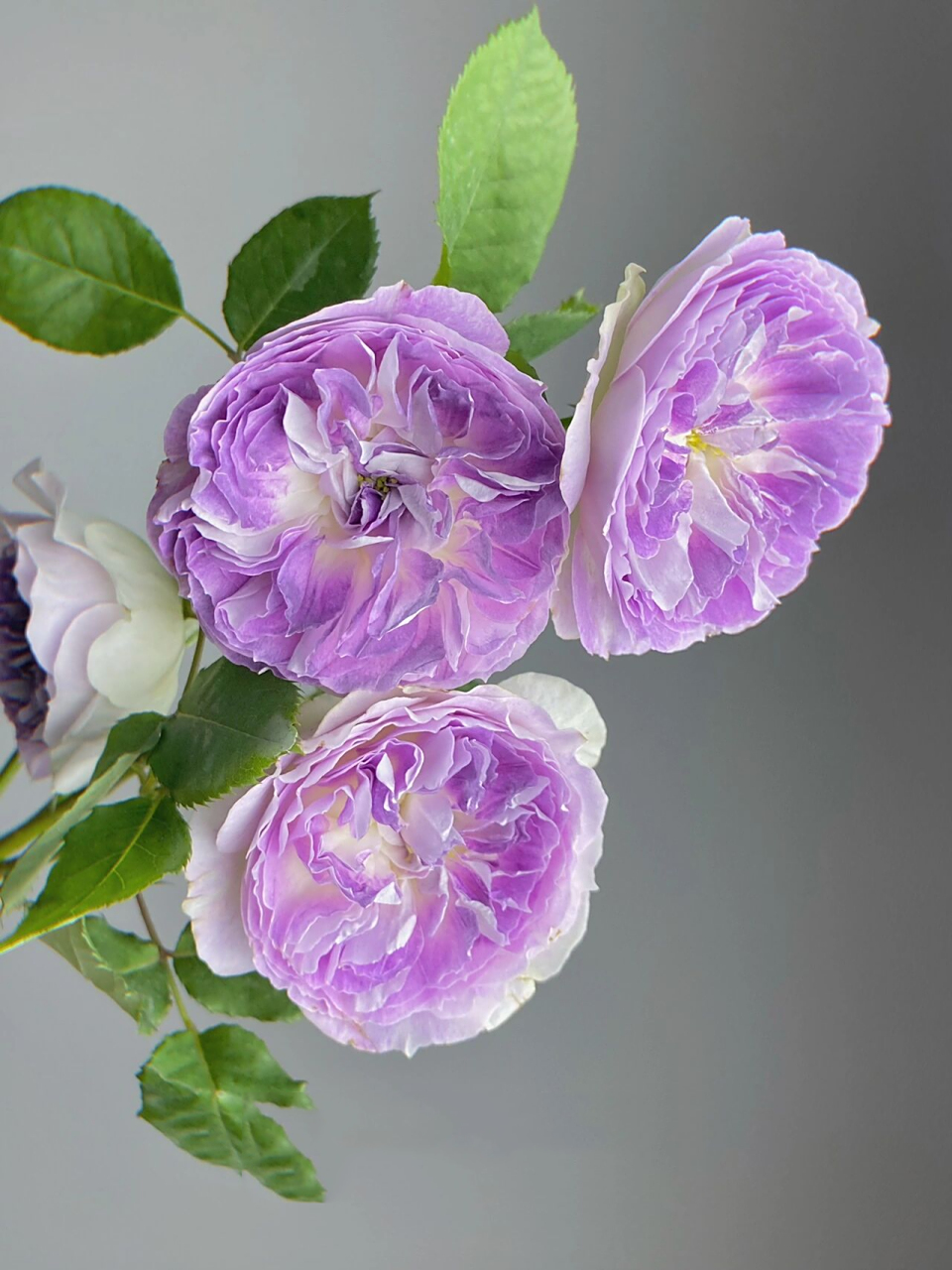 月季·蓝月石 嘿嘿,终于到我拥有蓝月石了! 	 不得不说,颜值真的超高!