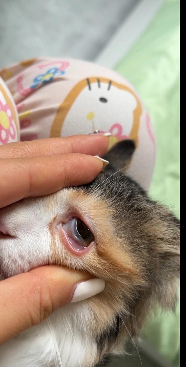 猫咪眼睛有一层膜