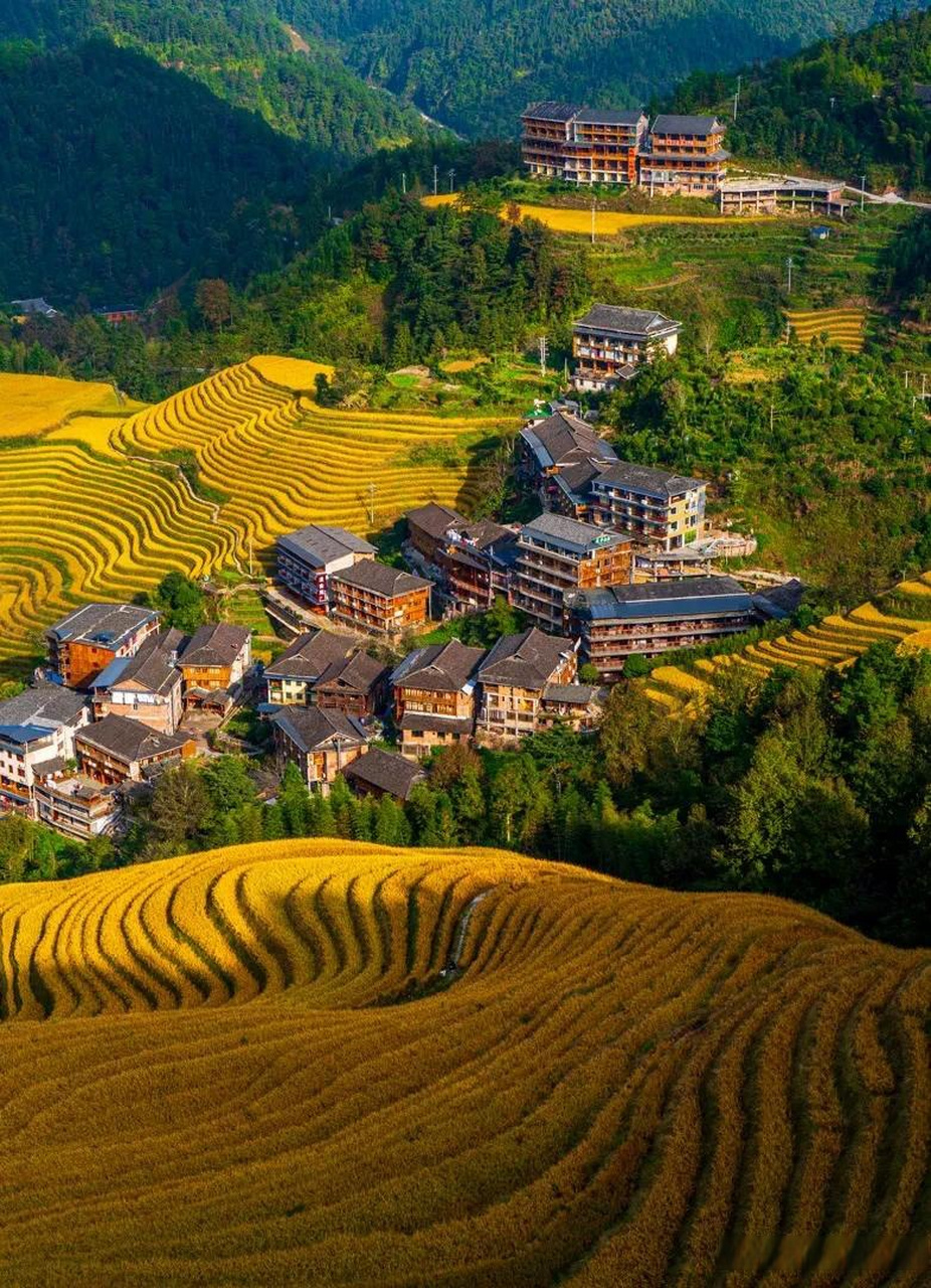广西桂林龙胜的龙脊山梯田,秋色已经渐入佳境,根据官宣将于这个月底29