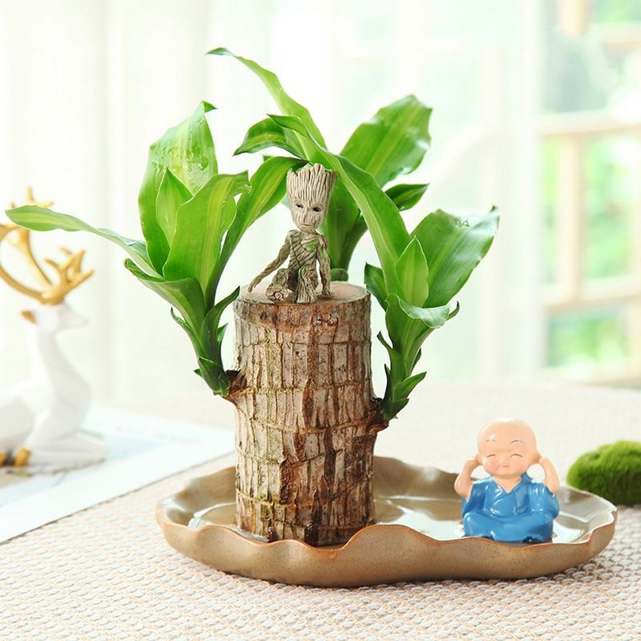 巴西木幸运桌面绿植 巴西木又名香龙血树(学名:dracaena fragrans (l.