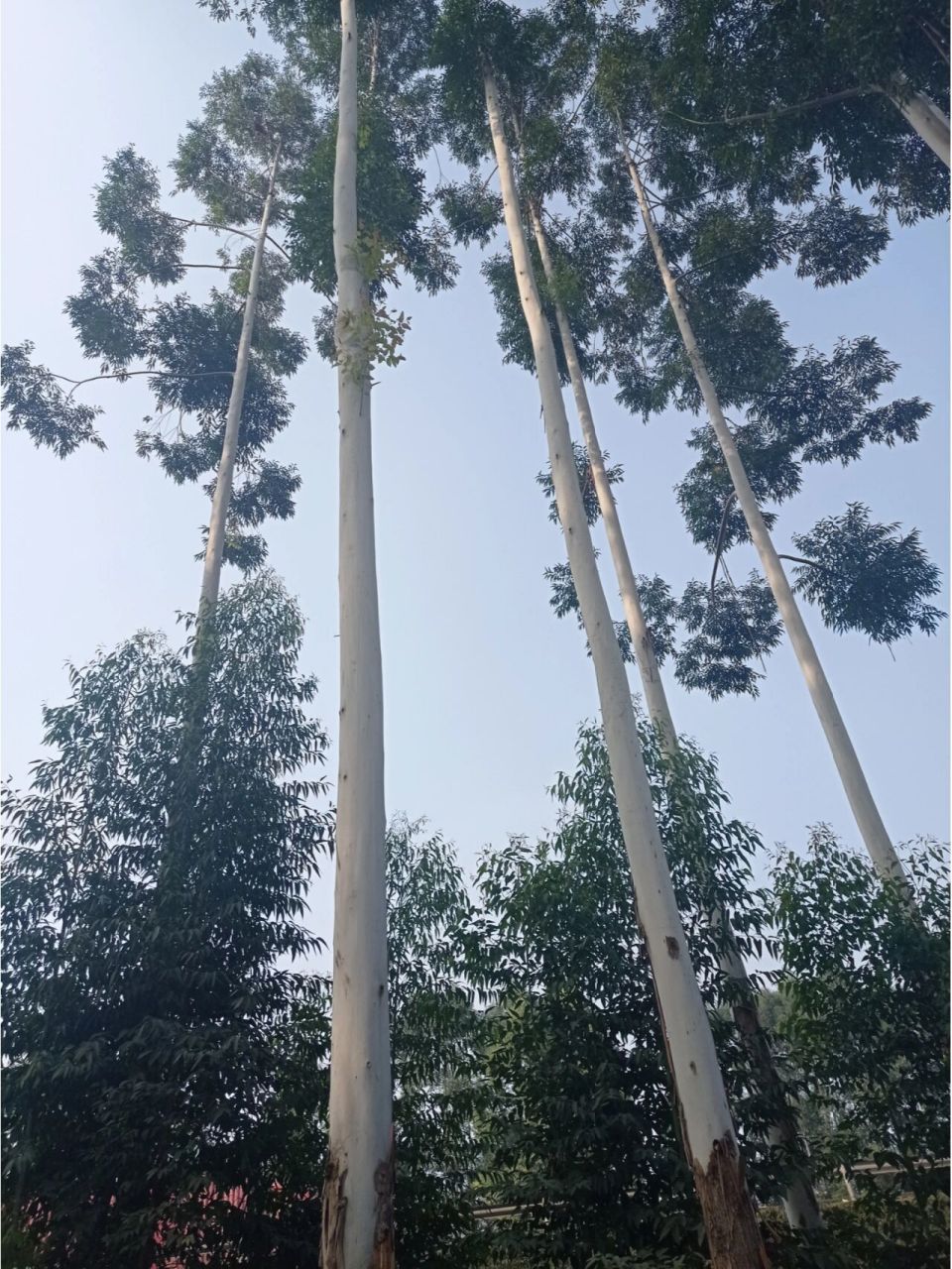 又直又细又高 有点像东北白桦林,疫情下不敢乱跑,附近转转发现这么