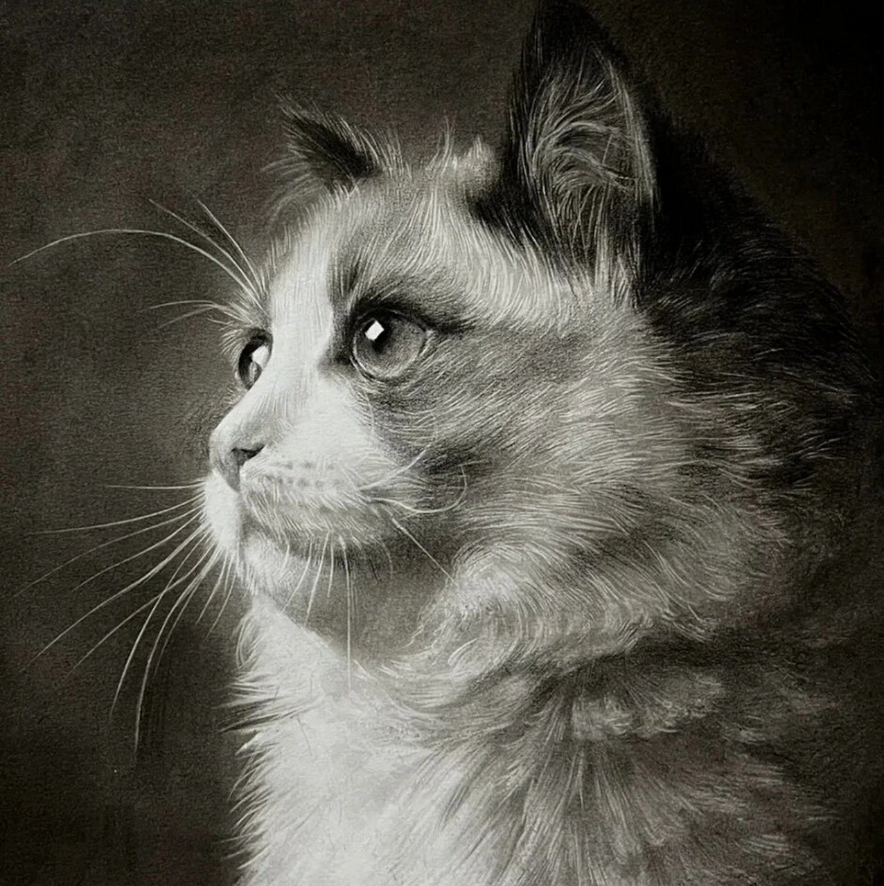 素描彩铅猫咪作品分享 一组萌宠猫咪作品分享!