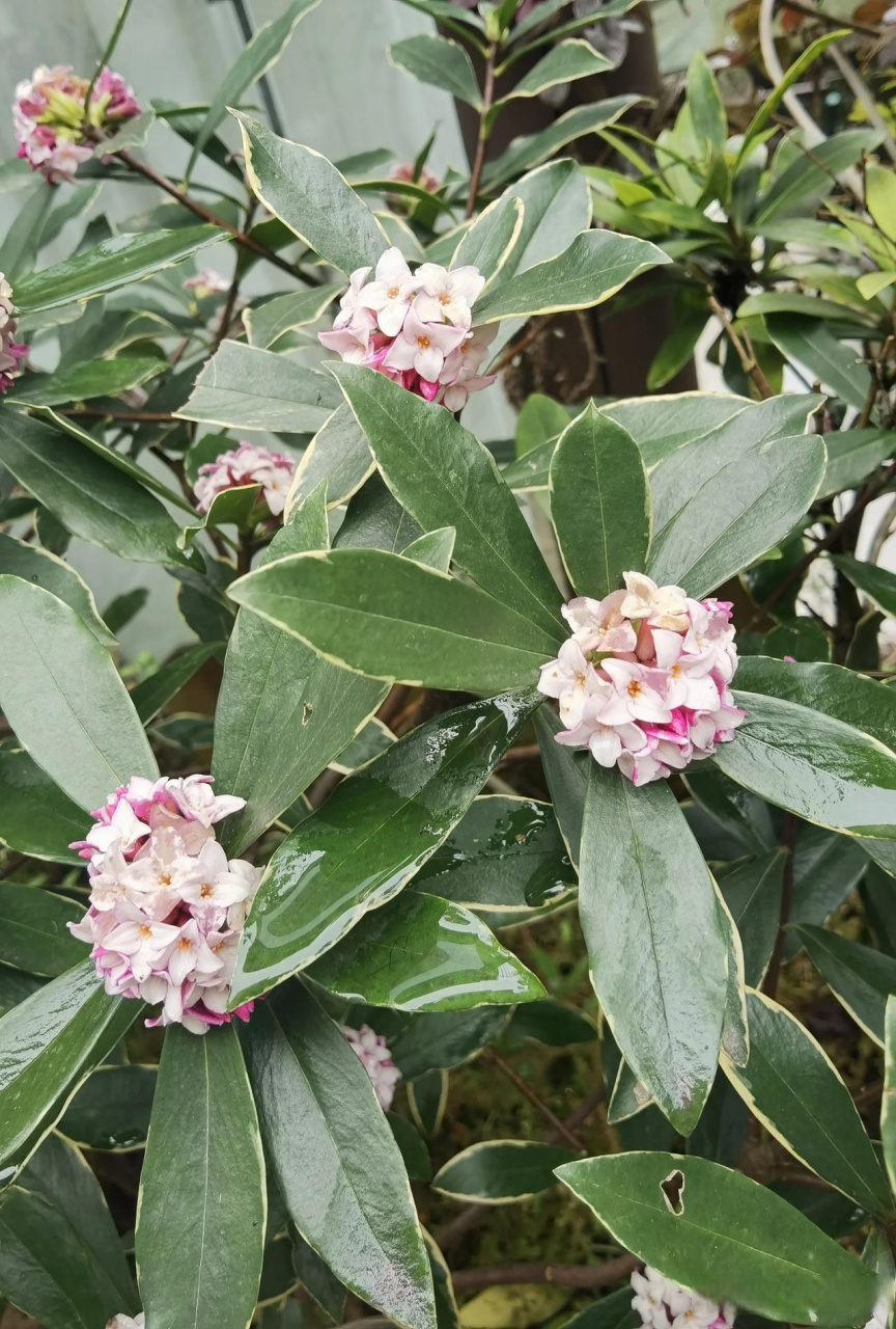 米叶瑞香花图片图片