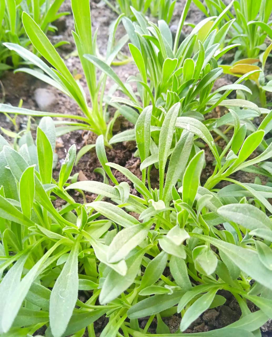 面条菜是一种野菜,也叫麦瓶草,这种野菜在麦子地里特别多,全国各地都