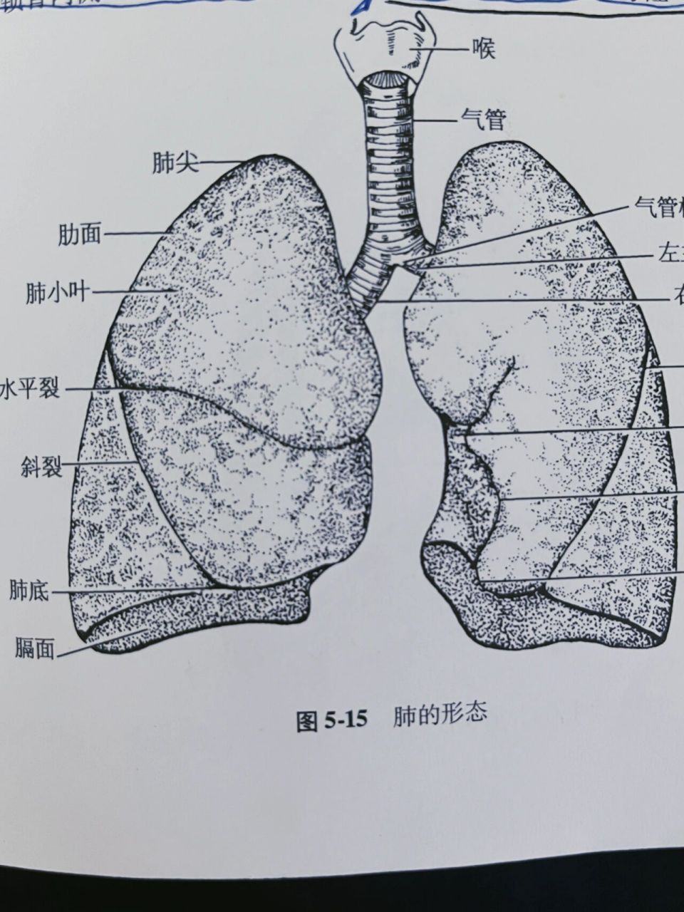 肺支气管结构图片