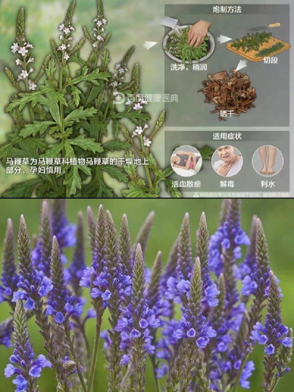 每天认识一种中草药【马鞭草】73 93马鞭草别名:马鞭,龙芽草,凤颈