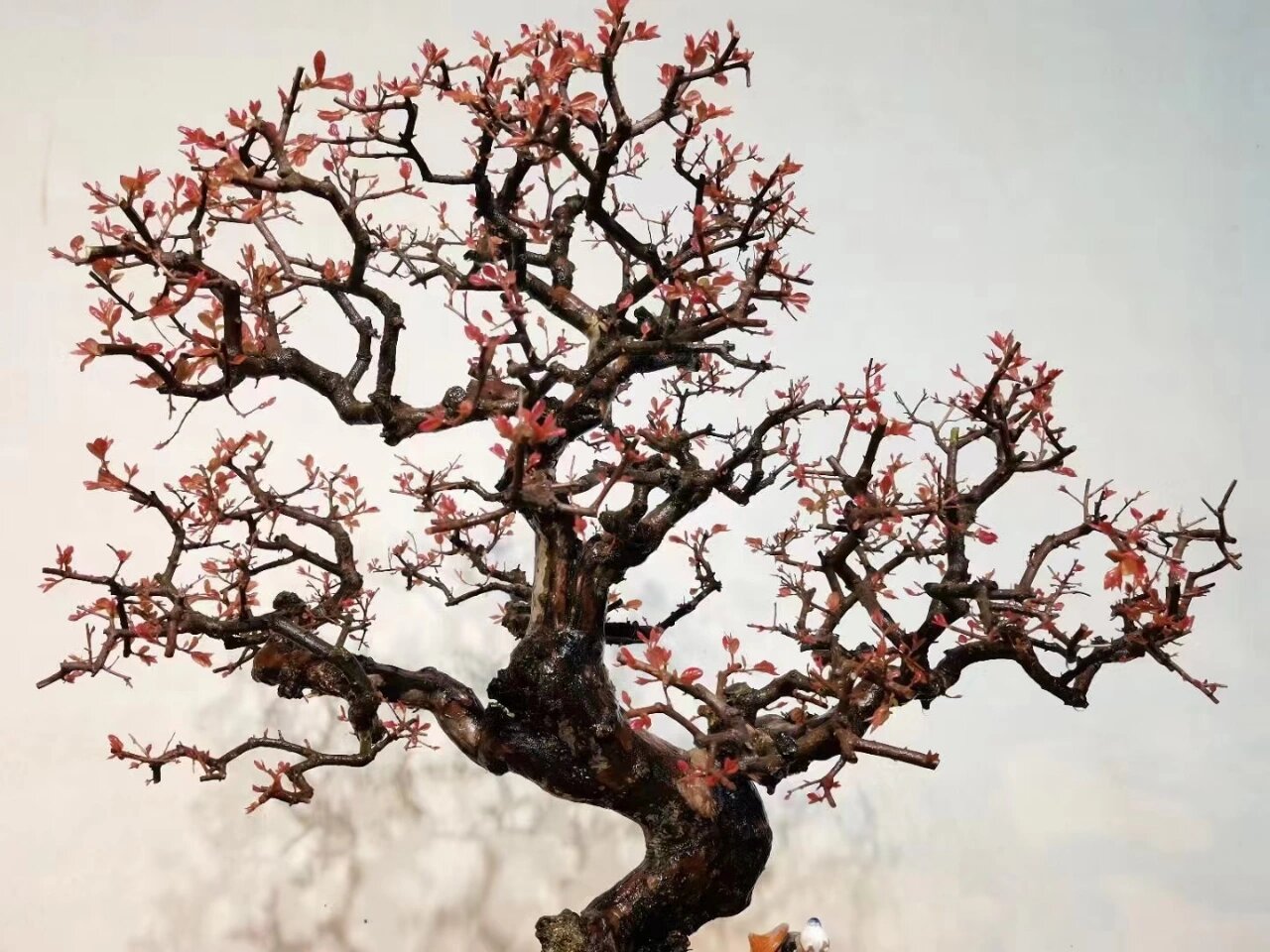 红芽雀梅 七贤之一～雀梅,年功盆景