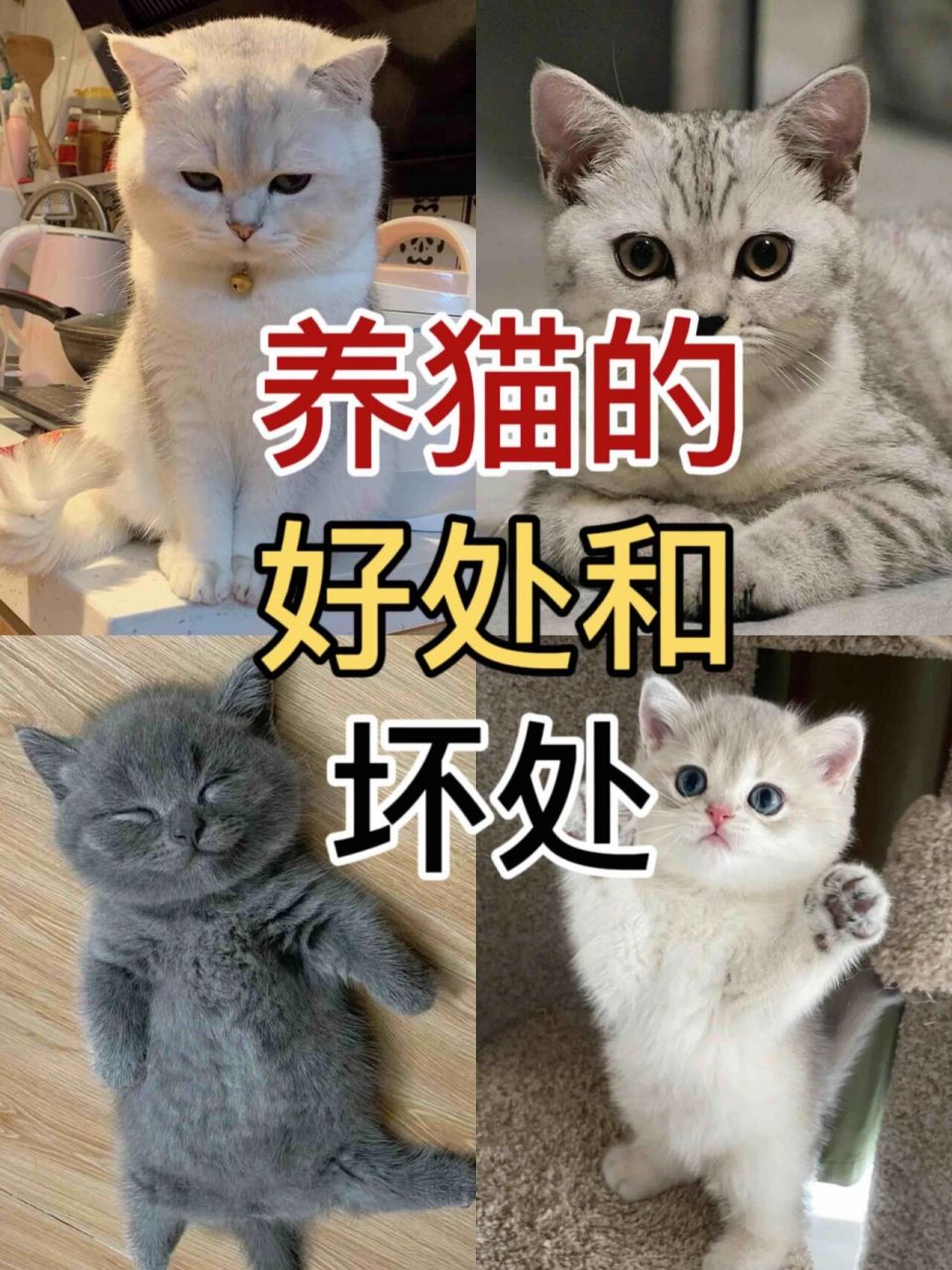 养猫的73好处和坏处74建议收藏6015 养猫的好处和坏处|建议
