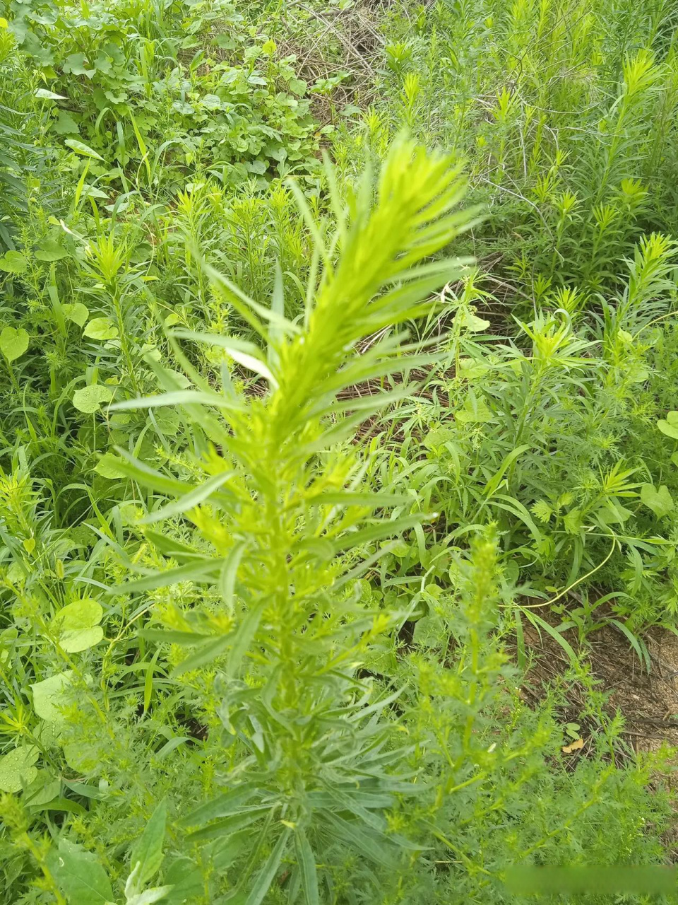 记录这一刻小蓬草,有知道的网友吗?能治皮肤病吗?静等#什么是幸福?