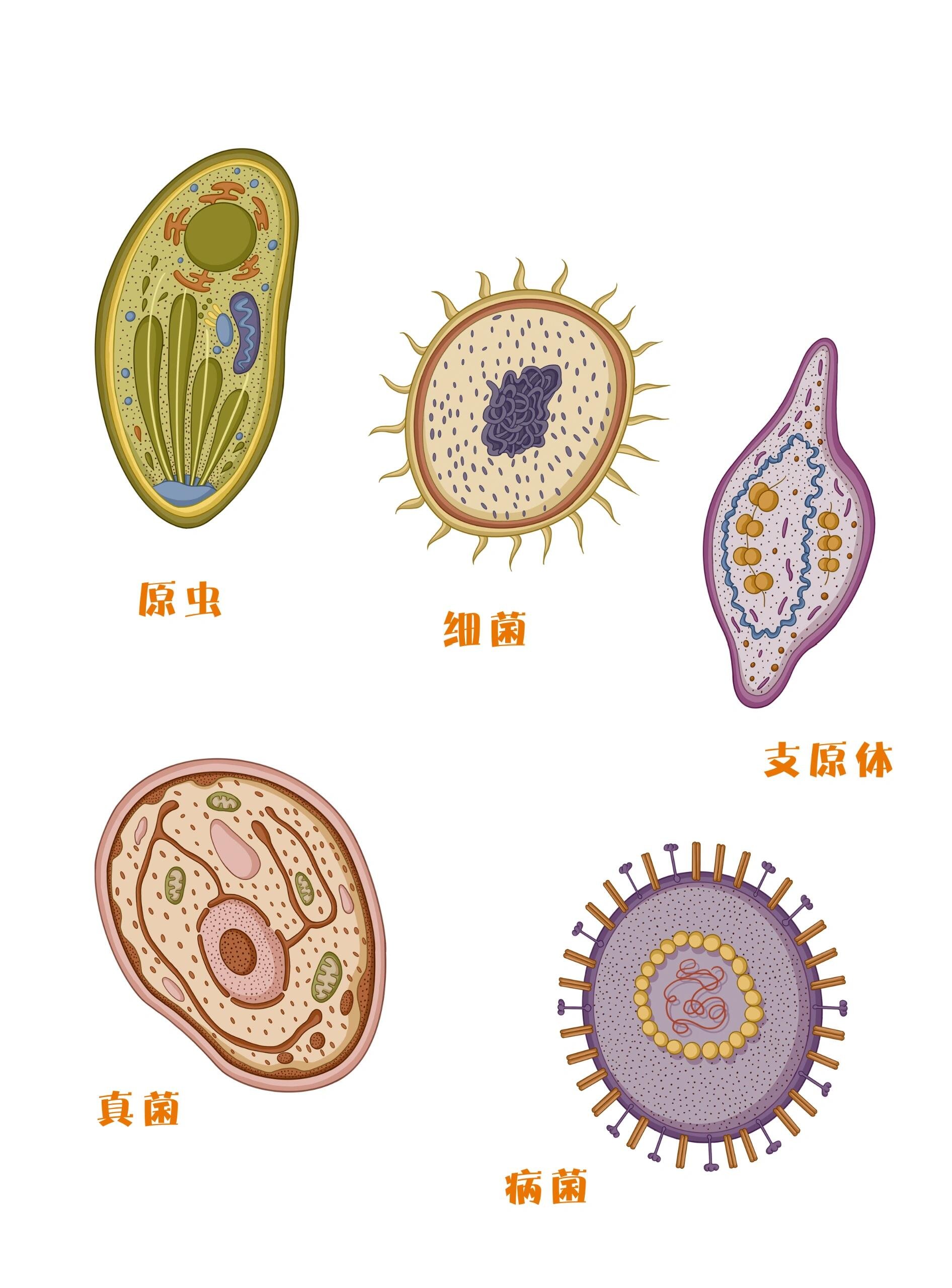 细菌绘画作品图片