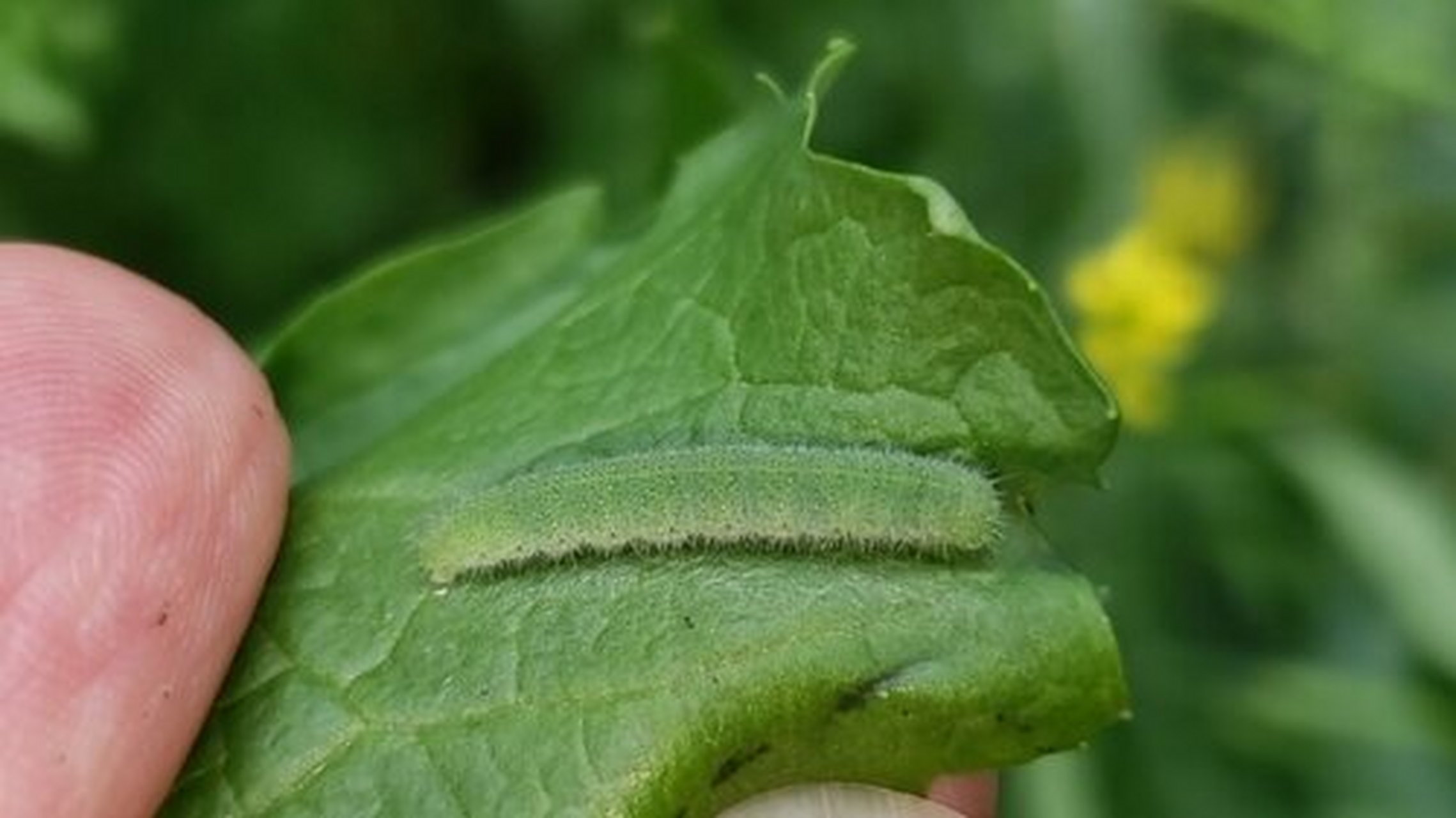 菜粉蝶雌雄图片