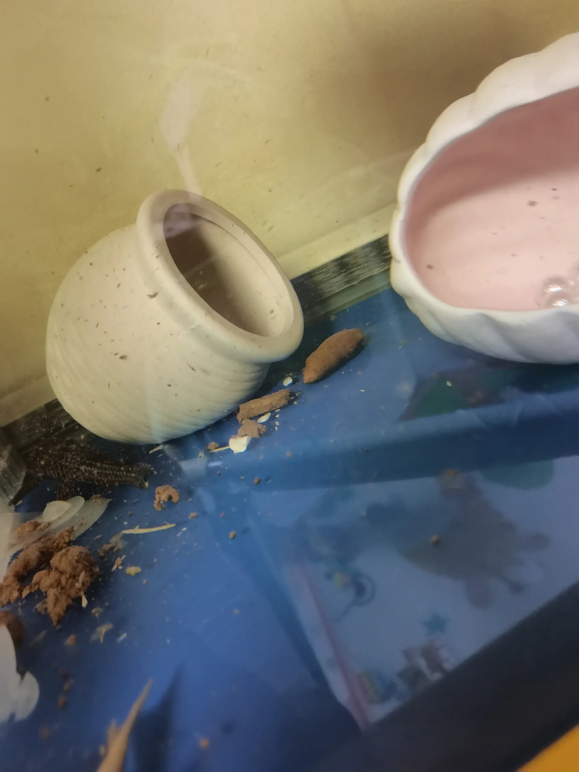 急急急  养了五年的招财鱼突然变这样了