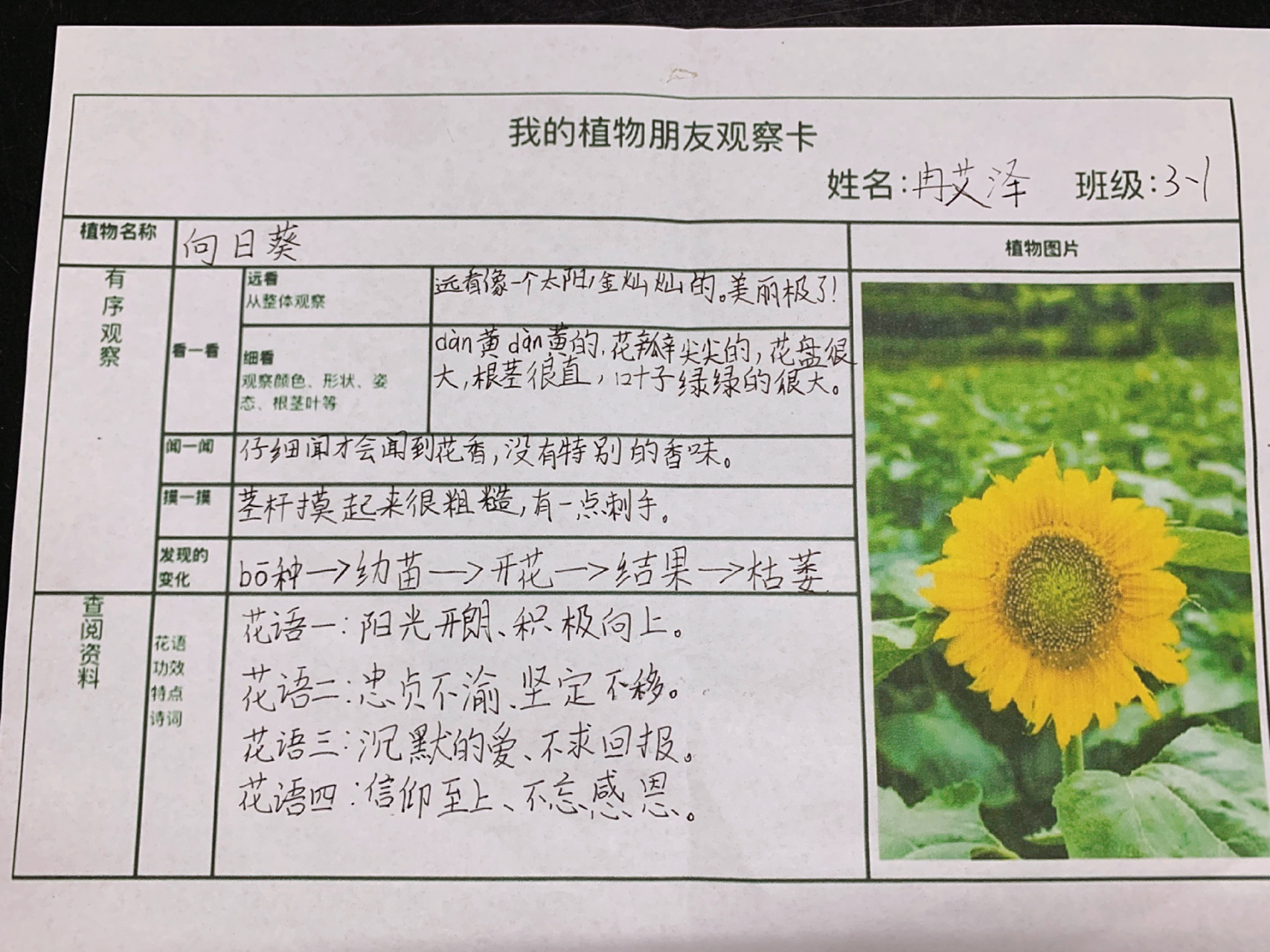 三下语文作文97我的植物朋友观察卡 通过有序观察,查阅资料,完成