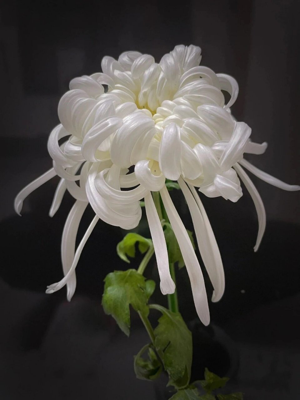 花店常用/真正用来祭奠菊花如图/ 	 向日葵花语:向阳光的方