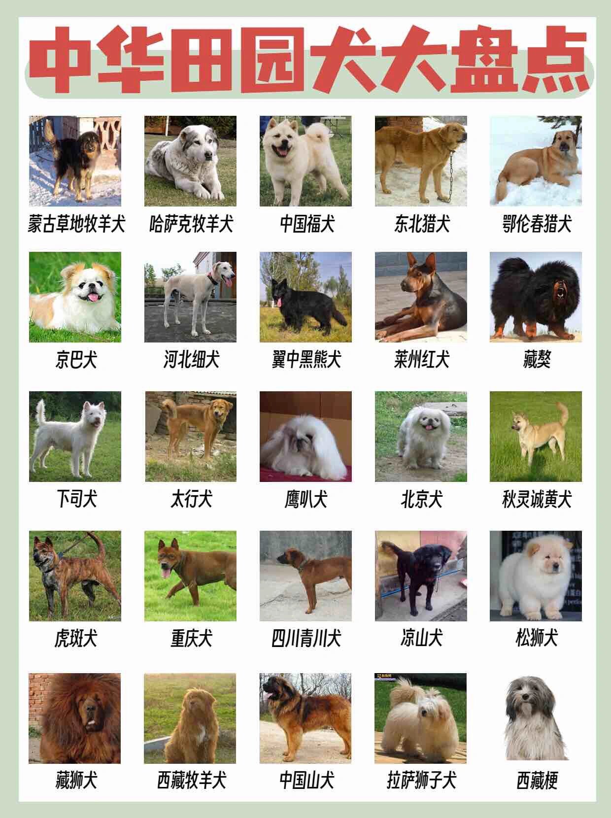 中国犬种大全 品种图片