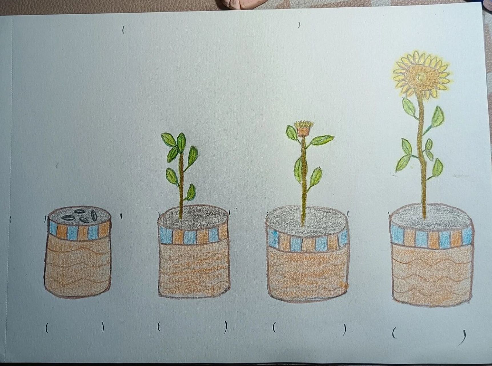 97向日葵的生长周期 小学作业～手绘97向日葵生长周期 向日葵的