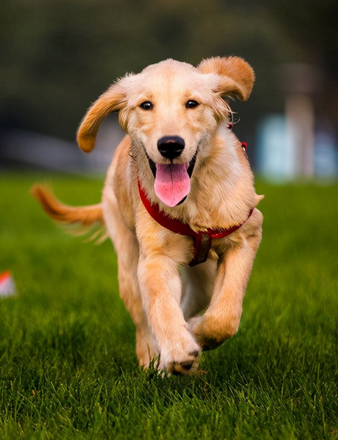 想给自己家的金毛取个霸气又聚财的名字 想给自己家的金毛取个霸气又