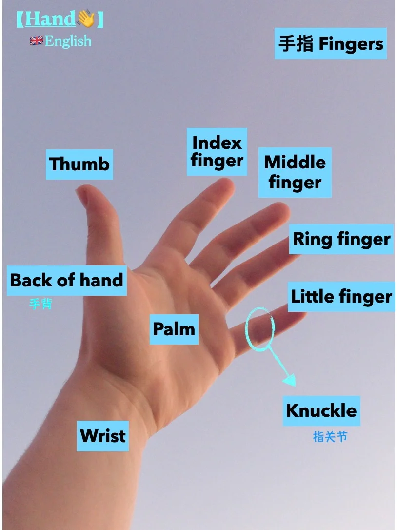 每日西语day13|一张图学会手指名称99
