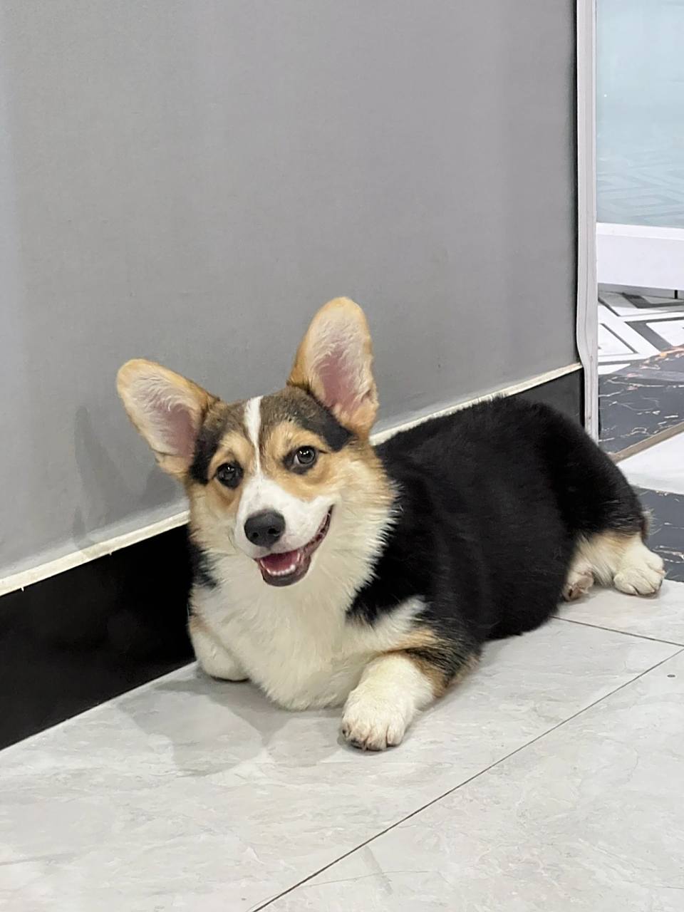 柯基犬|三色基 推给喜欢柯基的姐妹们