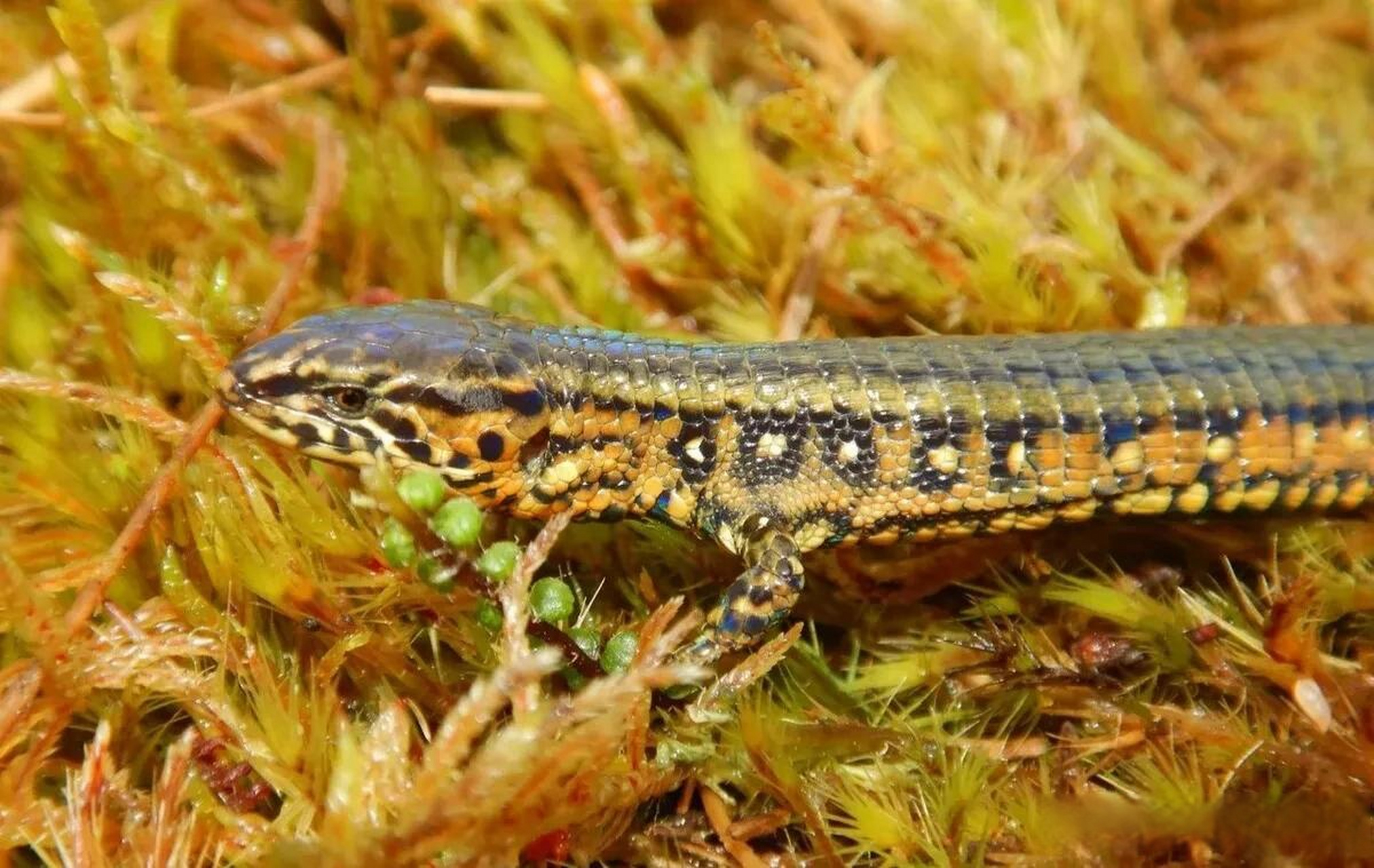 秘鲁安第斯山自然公园现新物种 科研人员首次发现金黄蜥蜴 当地时间