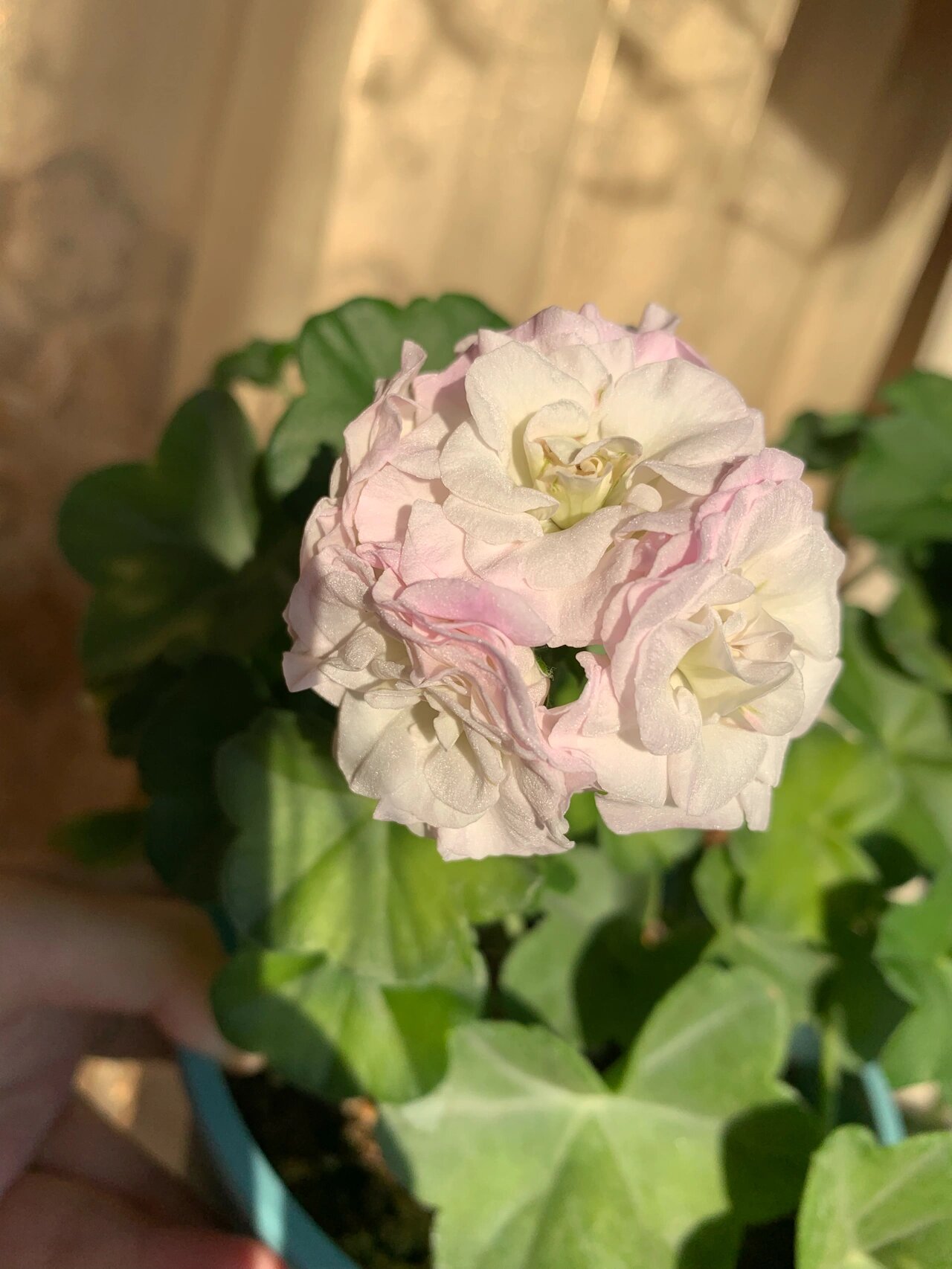 垂吊天竺葵万岁卡洛琳娜 这个花瓣在阳光下的珠光感绝了 blingbling的