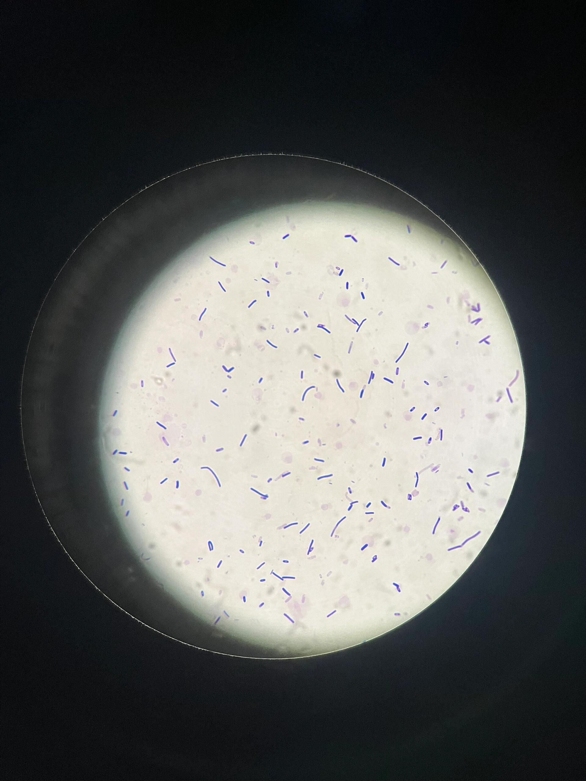 革兰氏染色-枯草芽孢杆菌