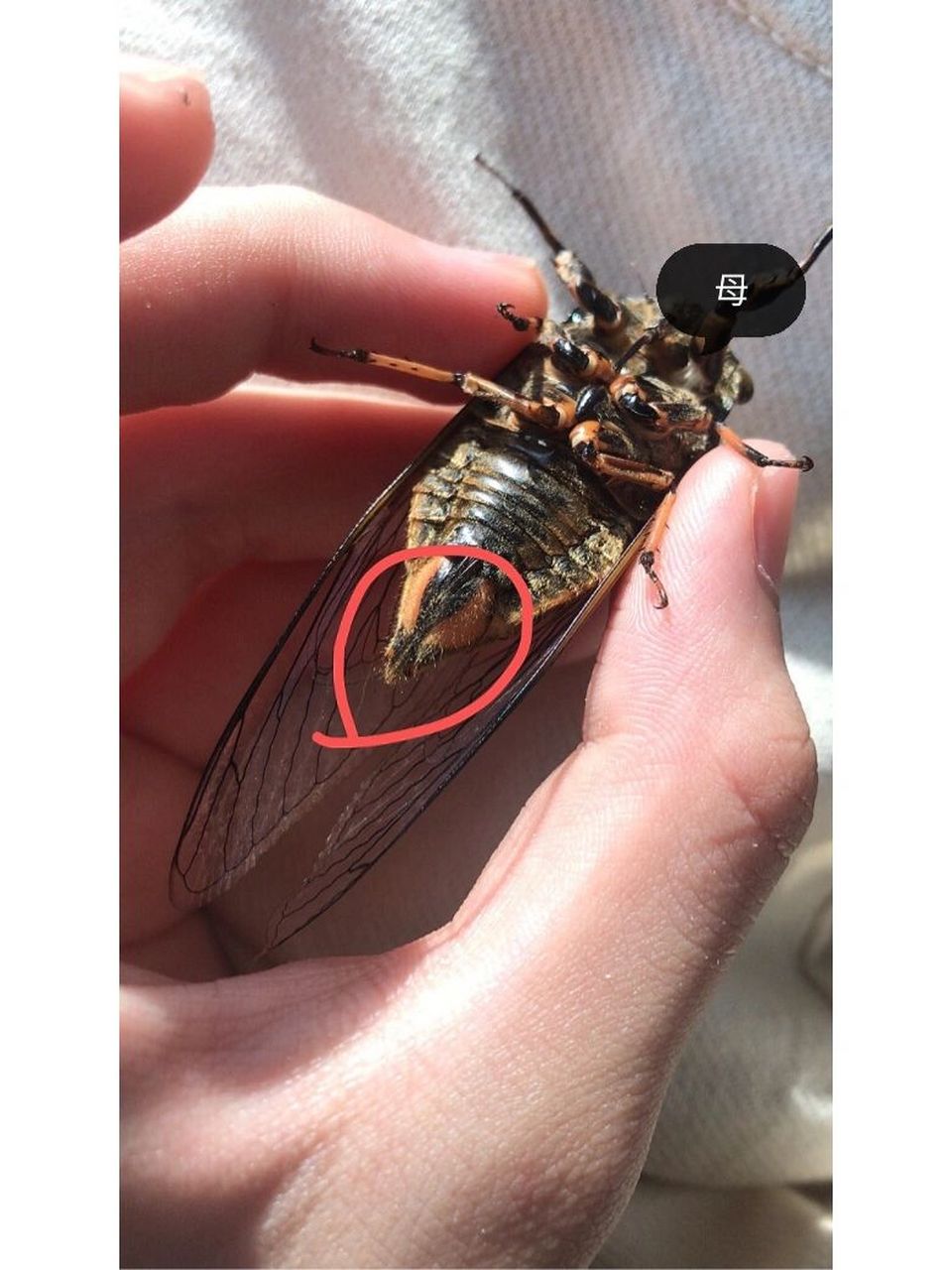 知了公母分辨图片 不用谢我