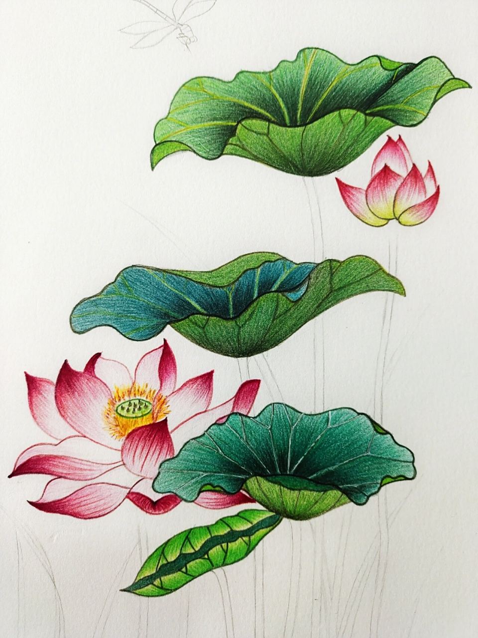 彩铅画|荷花 这段时间店里比较忙,我爱的那个荷塘不知何时已开了花