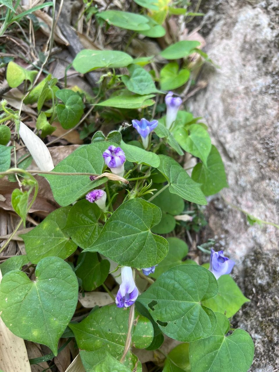 牵牛花 未开的花苞都是绝色,可惜全株有毒 花名:圆叶牵牛 科属:旋花