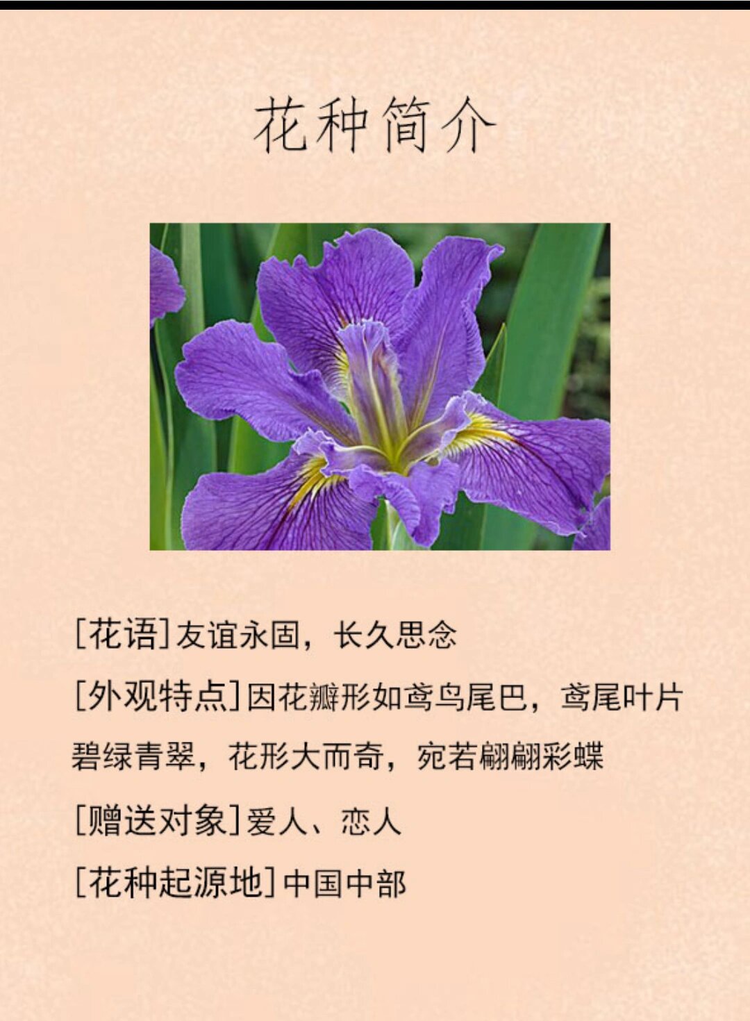 每天认识一种花之 鸢尾