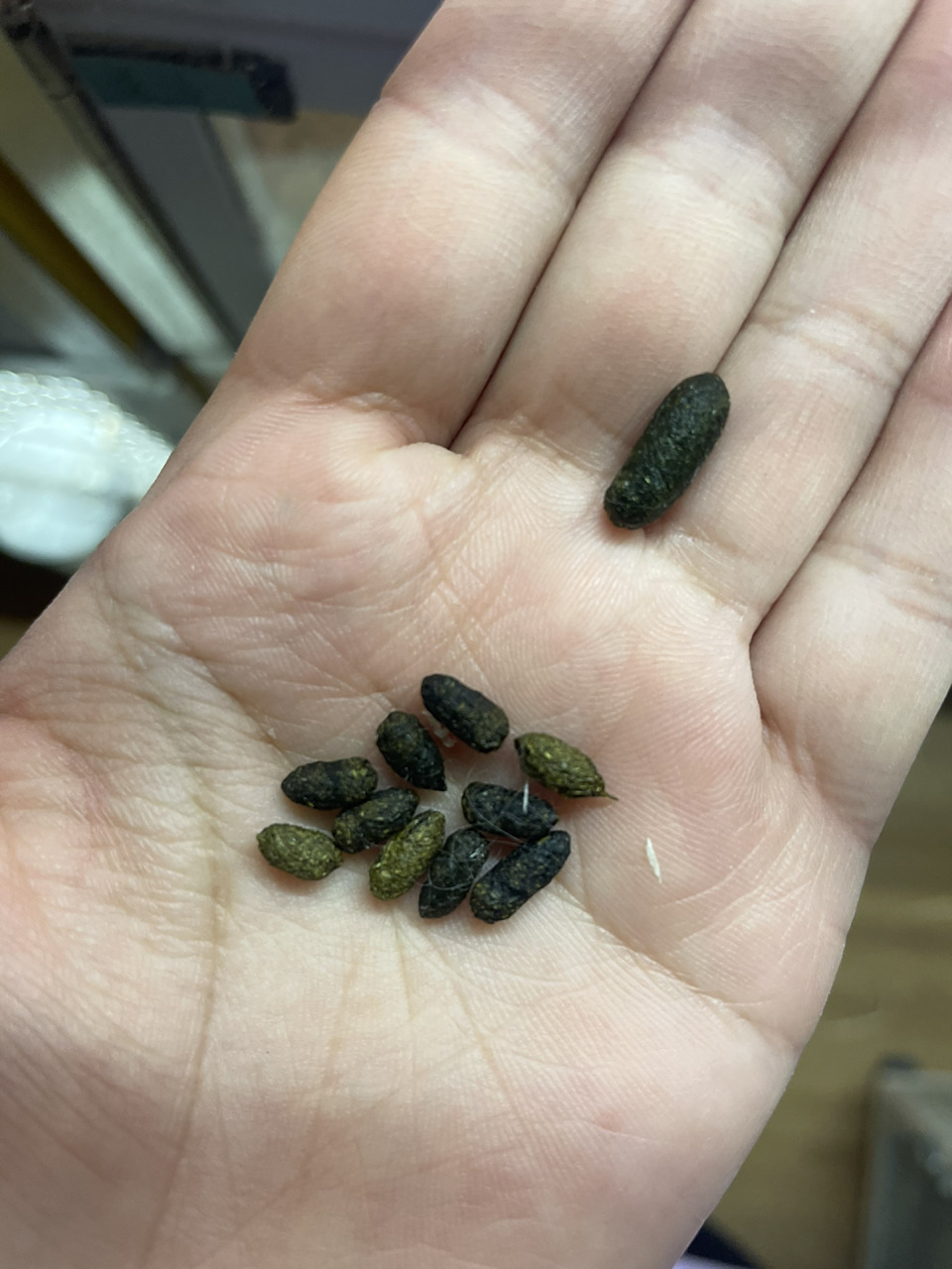 龙猫便便 龙猫的肠胃健康问题,一般看便便比较直观74151——7