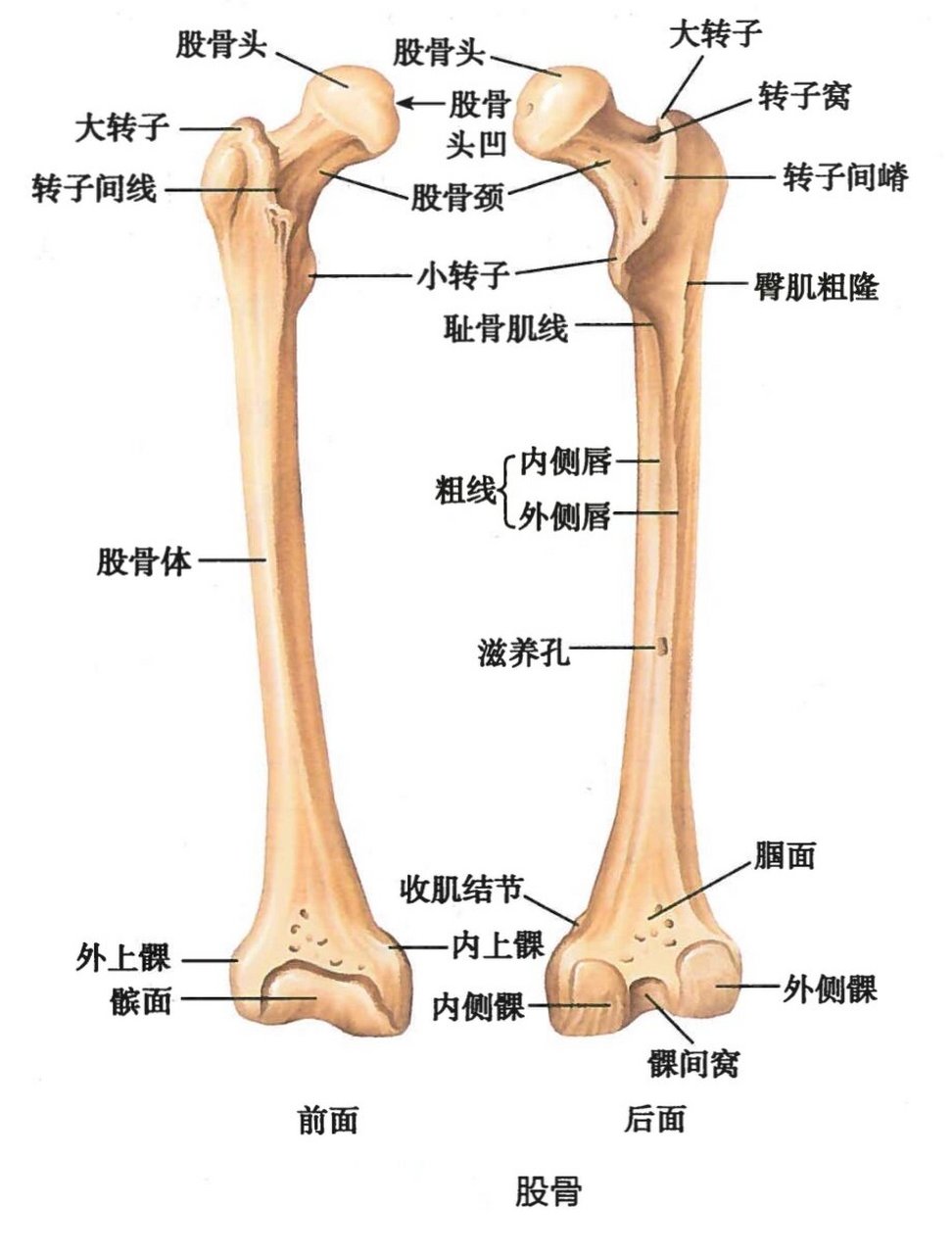 康复|每日一骨:股骨 16615股骨 是人体最长最结实的长骨,其长度约