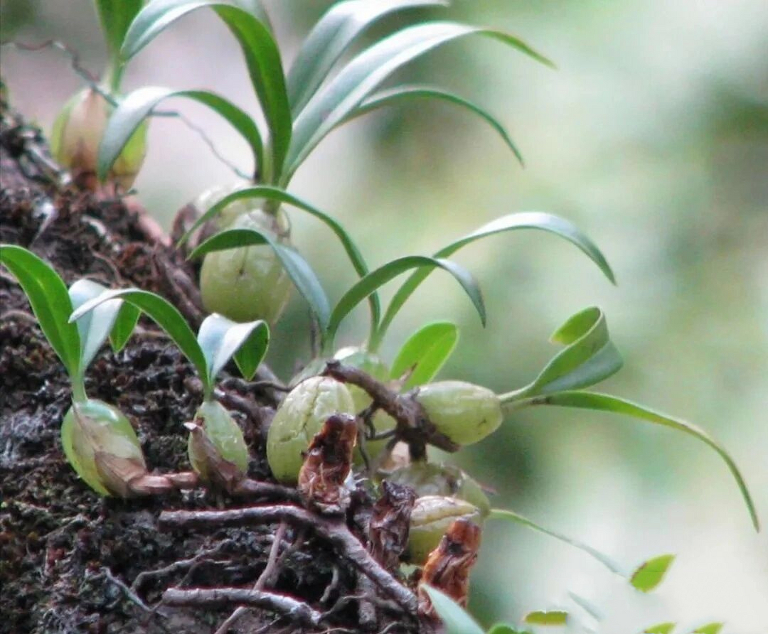岭南草药坊 第四十九期【石仙桃】 岭南草药坊 第四十九期 【石仙桃】
