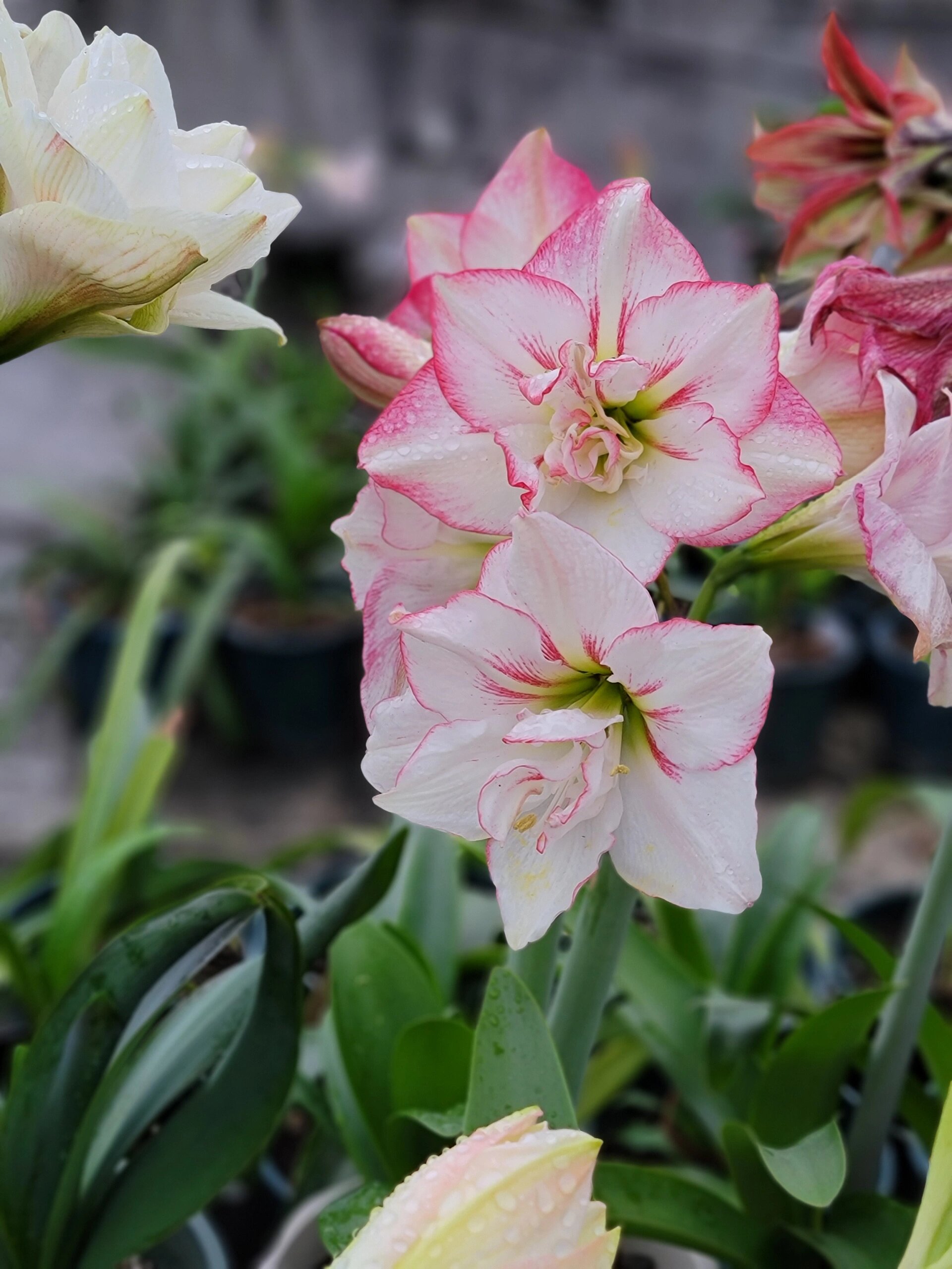 仙女米德朱顶红