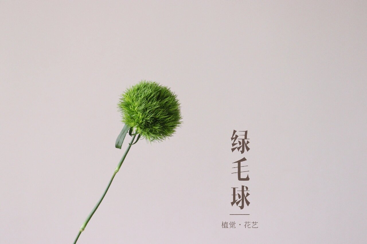 建议收藏 166 绿毛球,又名"绿石竹" 花语:成长,青春,纯洁的爱