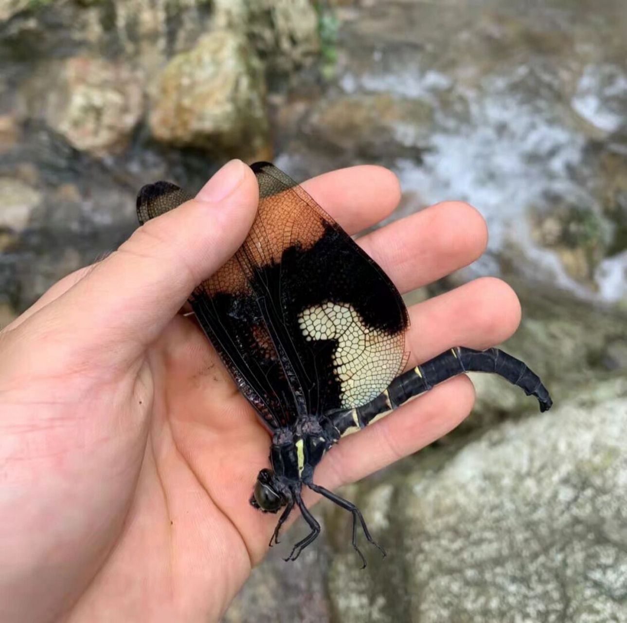 中国翅展面积最大的蜻蜓蝴蝶裂唇蜓雄性 积积攒攒拥有三只蝴蝶裂唇