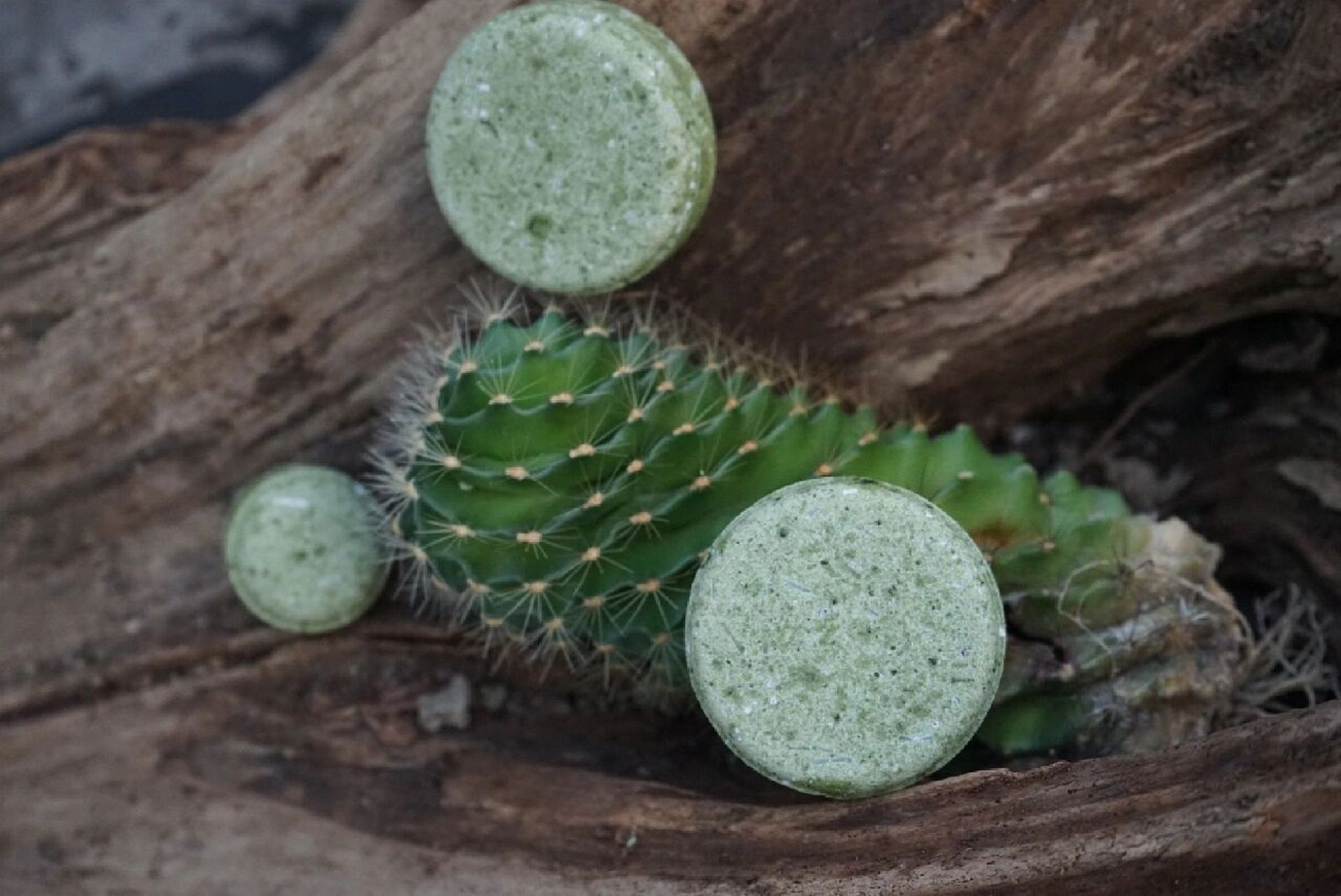 二月粉丝福利|你的好礼正在配送中…… 乌斯玛草生发固发洗发饼50克装