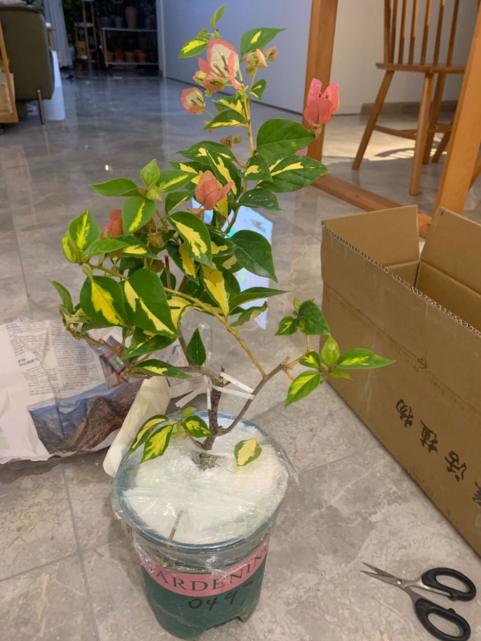 我居然现在才买金夫人三角梅 这个花色也太好看了吧 	 入什么高价的