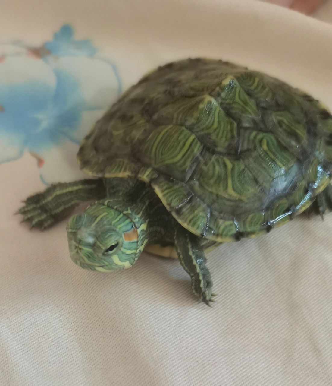 家人们,龟龟鼻子上面泛白是什么情况?