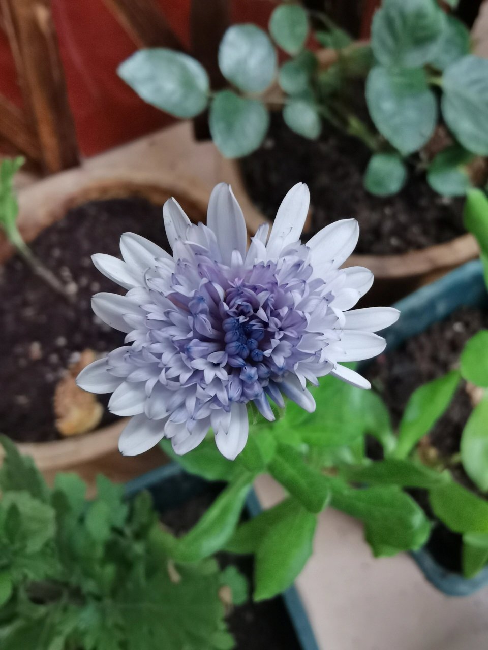 蓝目菊|双重双银 第一朵花花 不标准