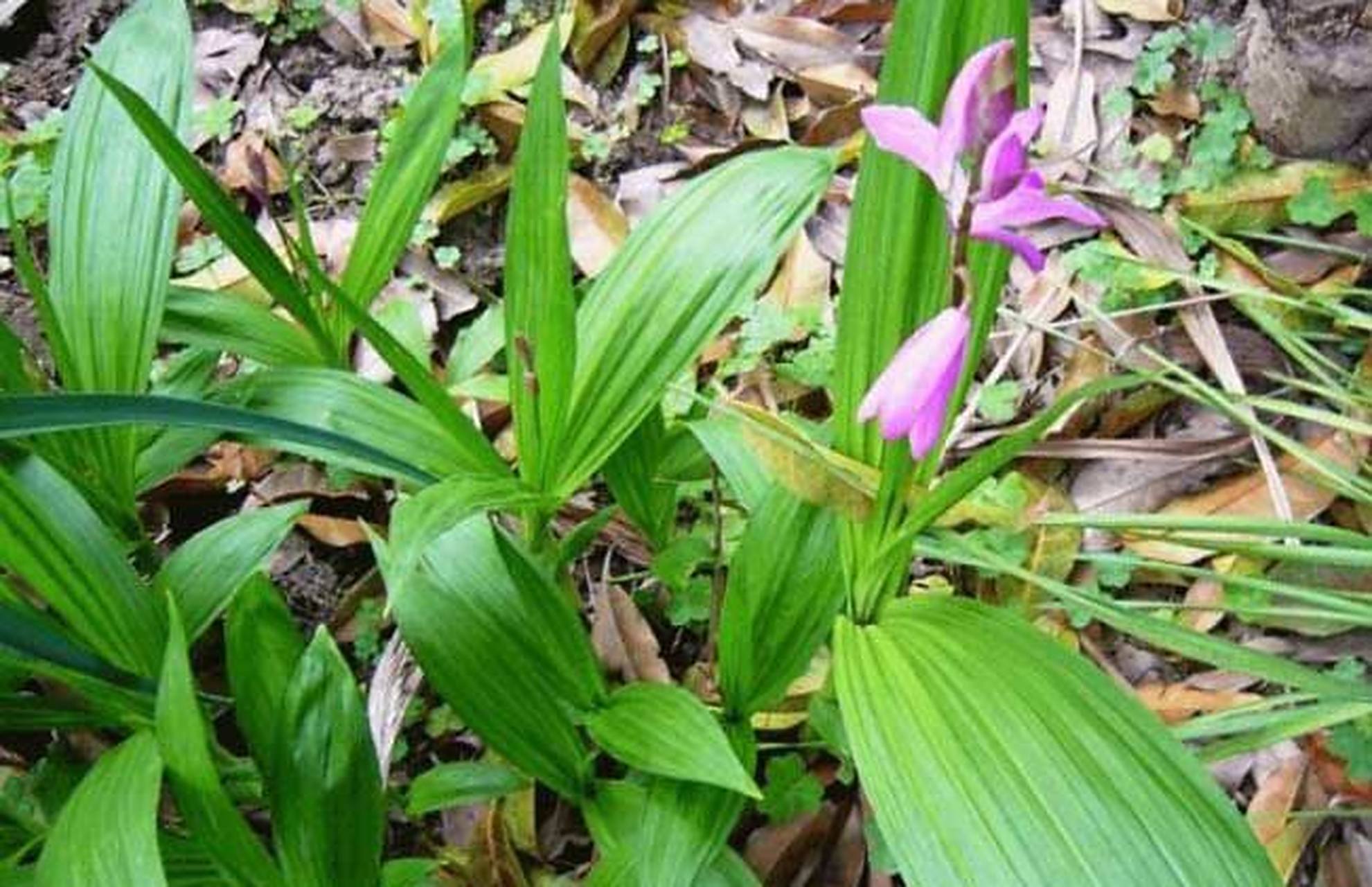 白芨 白芨,兰科植物,又叫白及,是白芨植物假鳞茎部位经过晒干而制成的