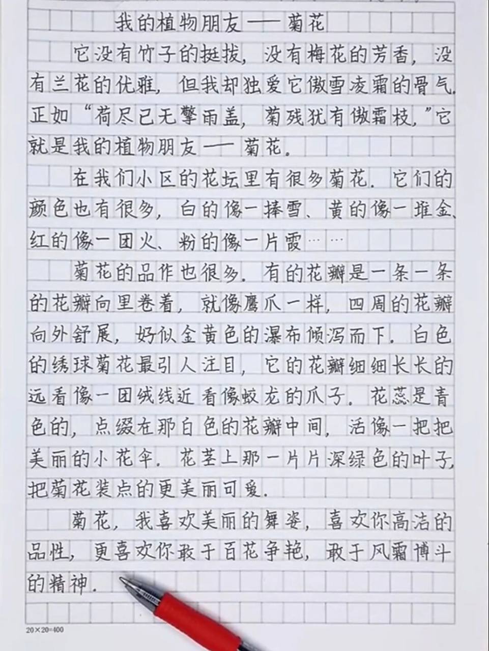 小学六年级优秀作文-《我的植物朋友-菊花》 小学六年级优秀作文-《我