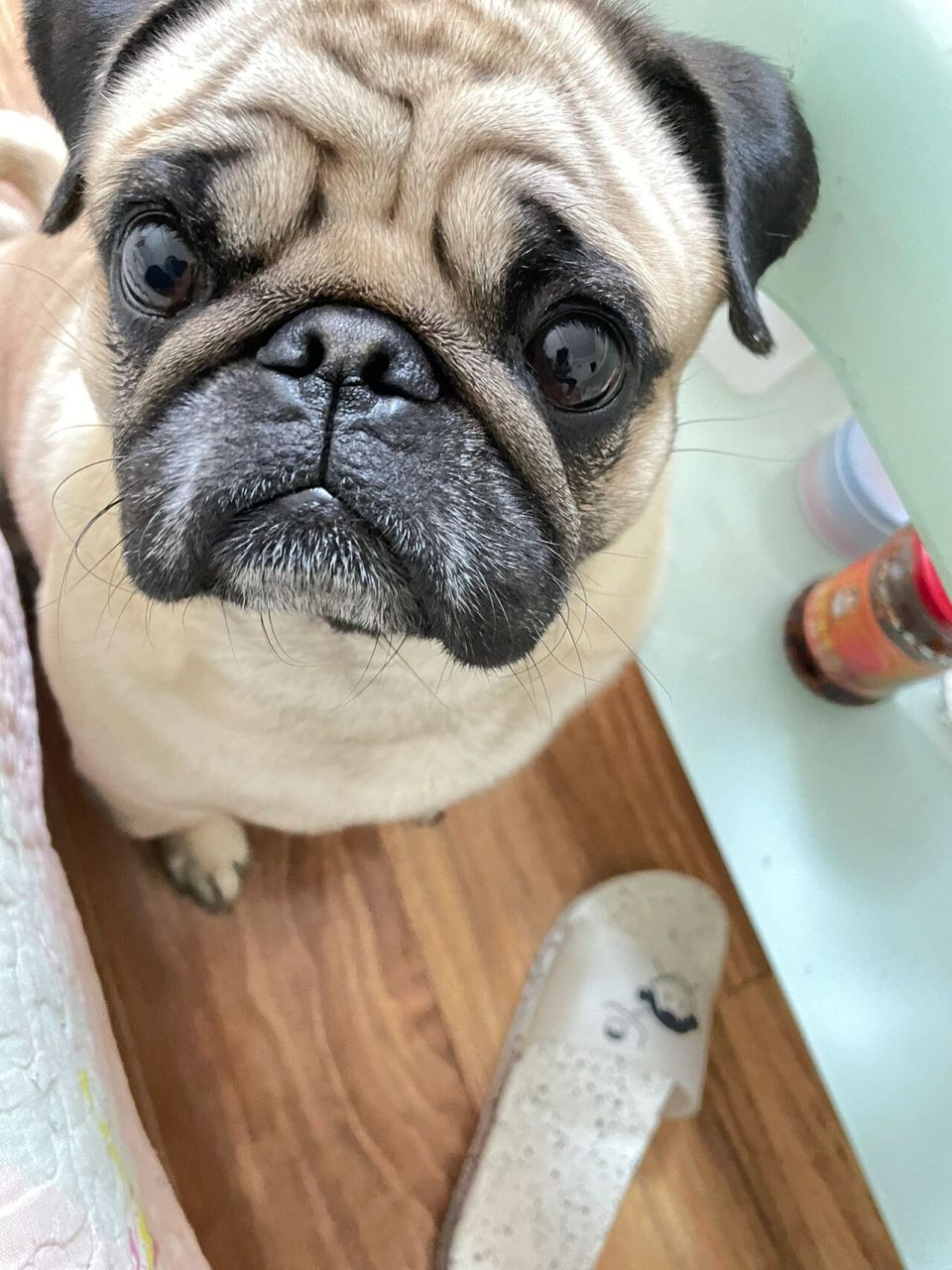 巴哥犬的优缺点分析,准备养巴哥的速来! 1.